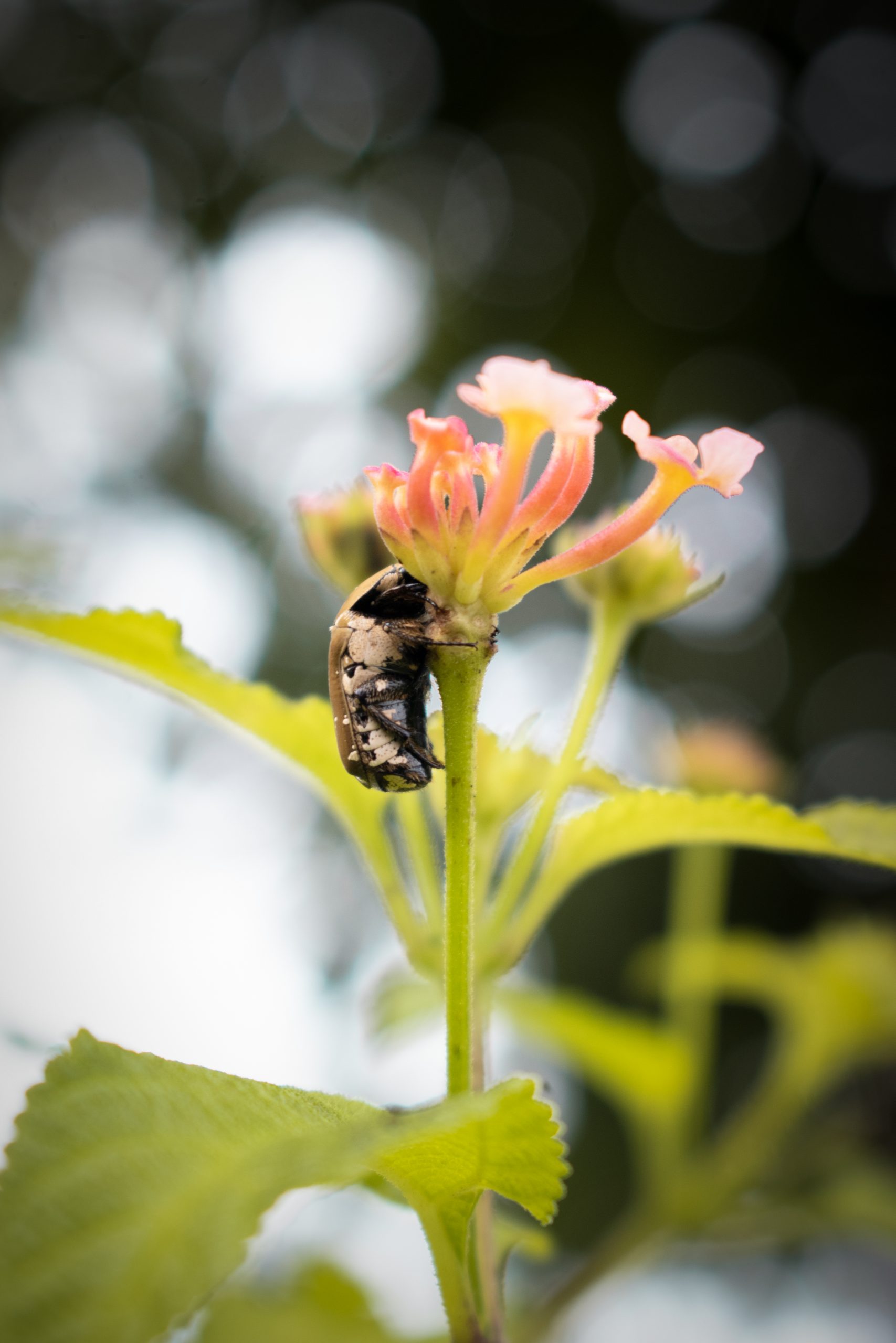 A Golden beetle on a flower.