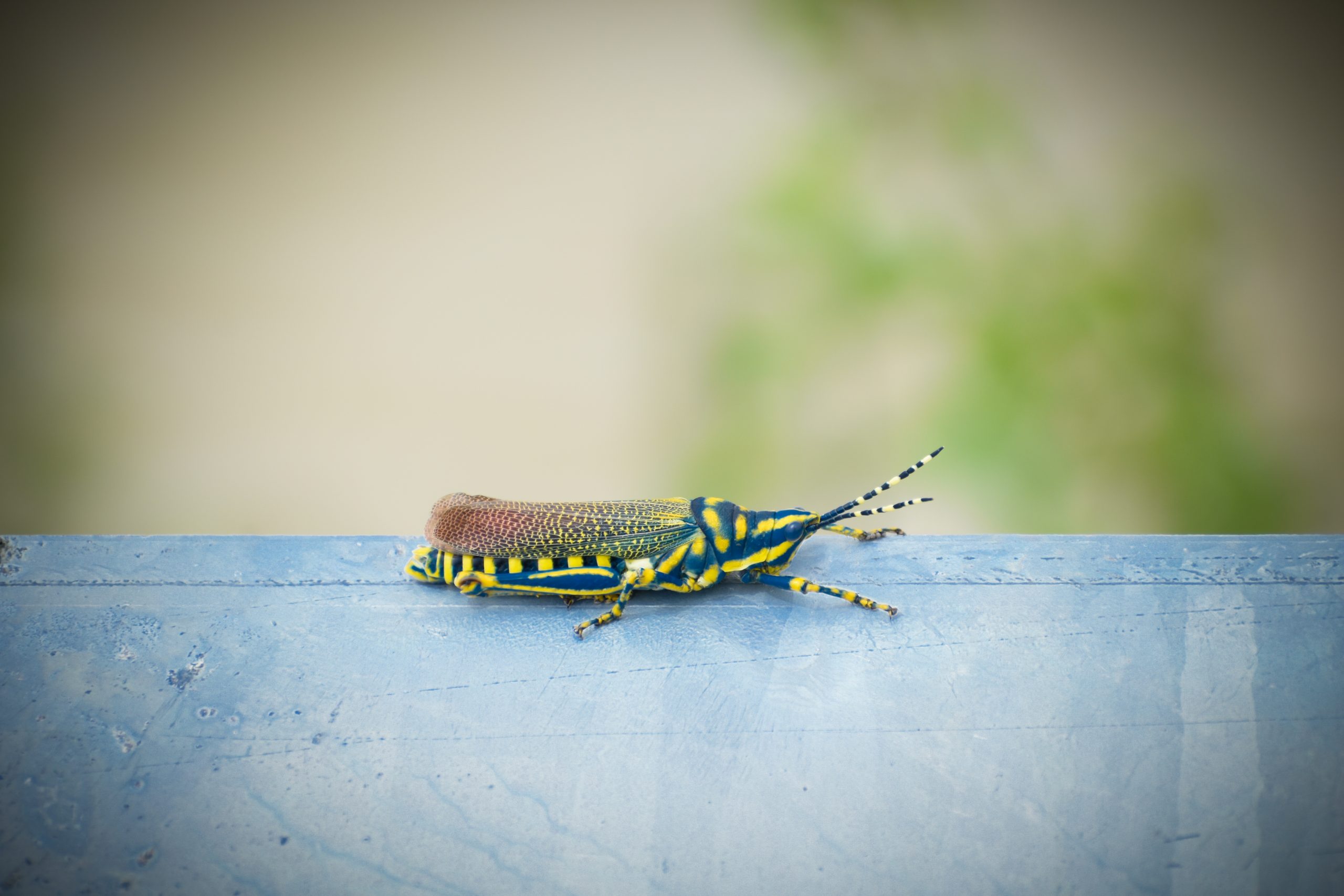 Blue striped grasshopper