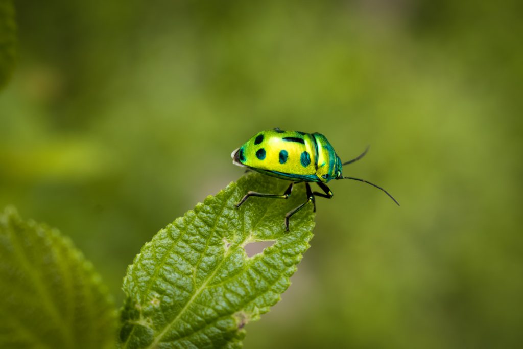 Green bug on a Leaf PixaHive