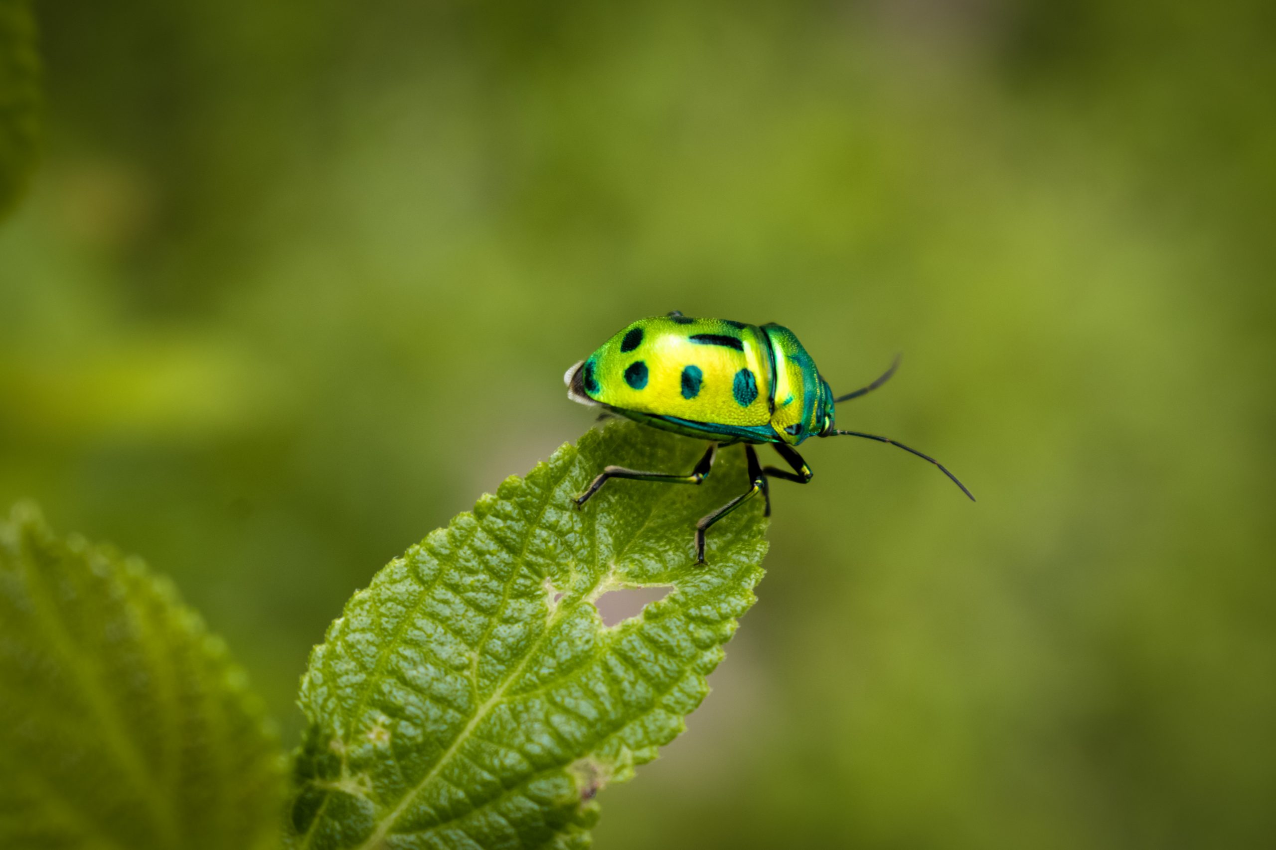 Green bug on a Leaf
