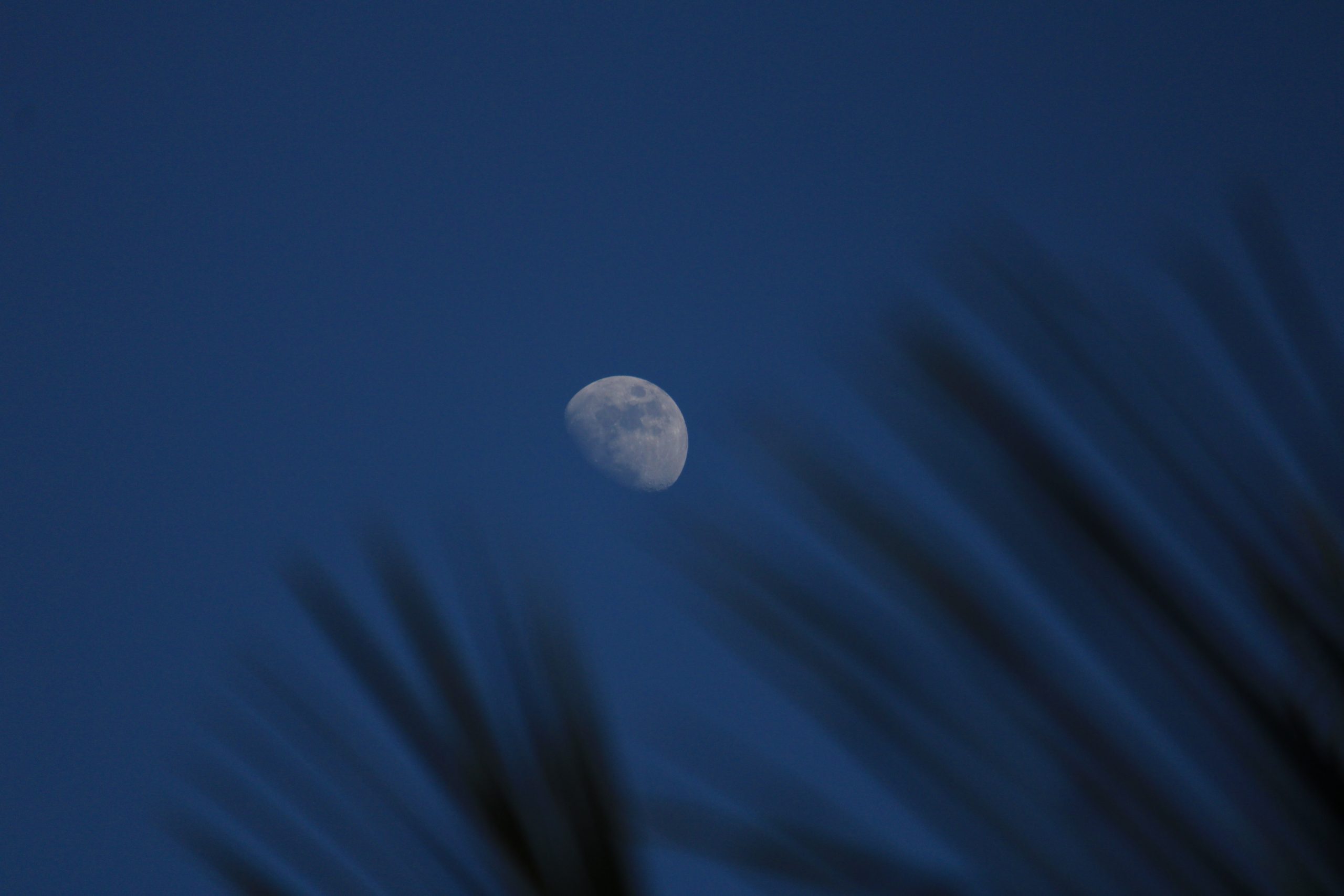 moon behind leaves