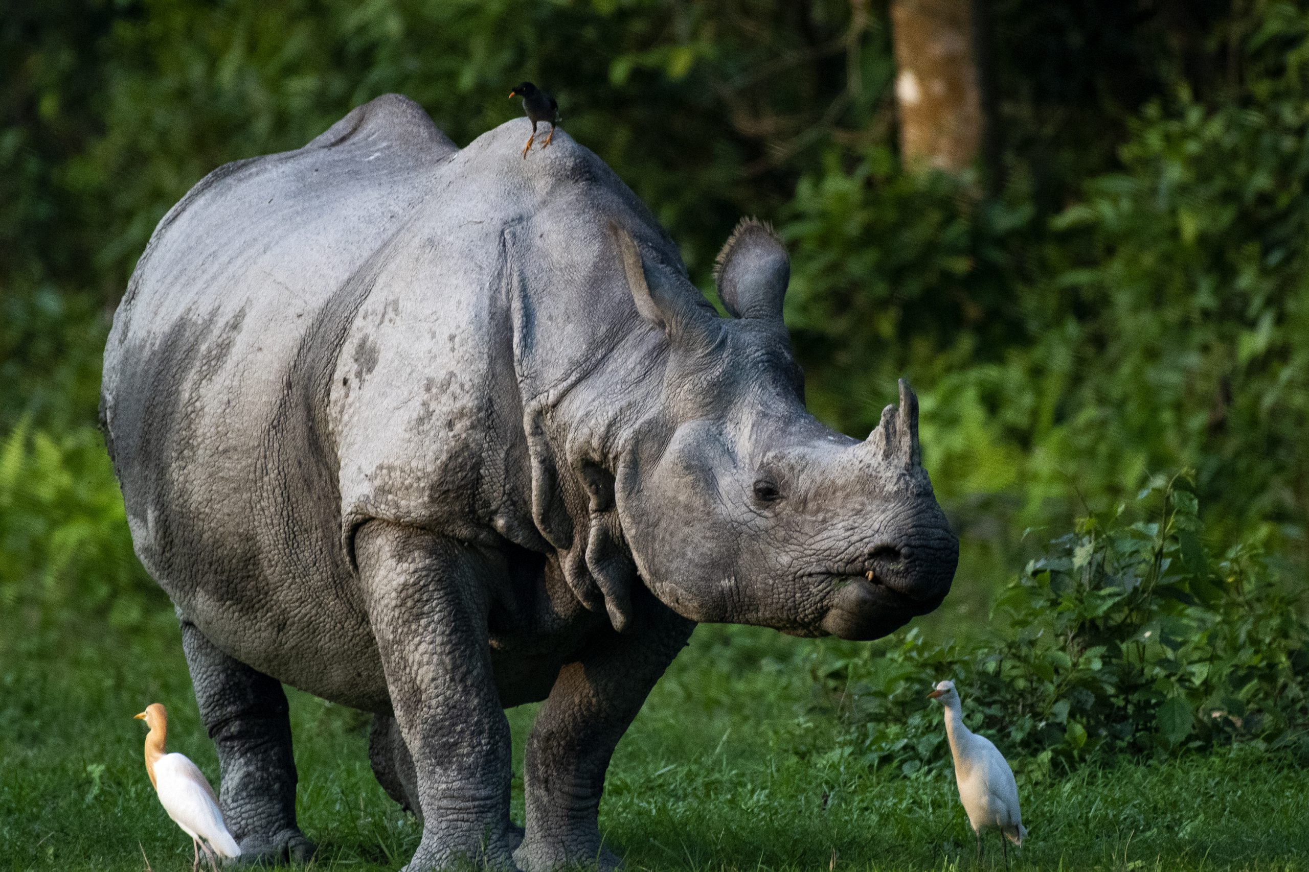 Indian Rhino hanging out with Egrets