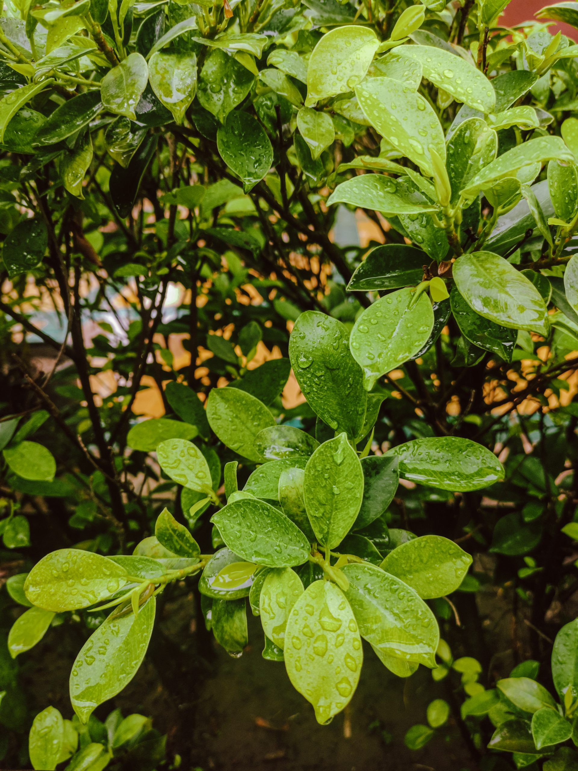 leaves moist after rain