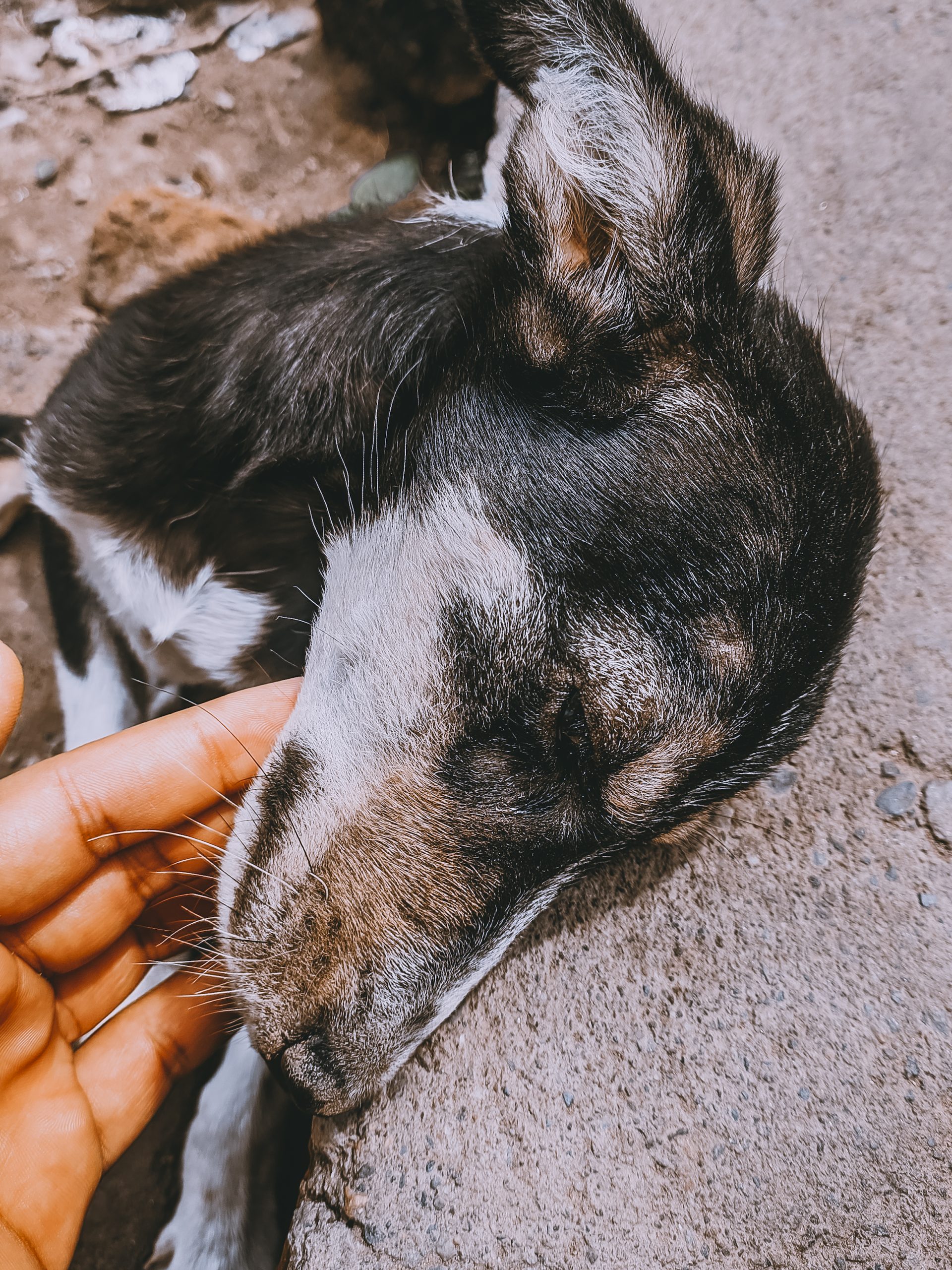 The street dog