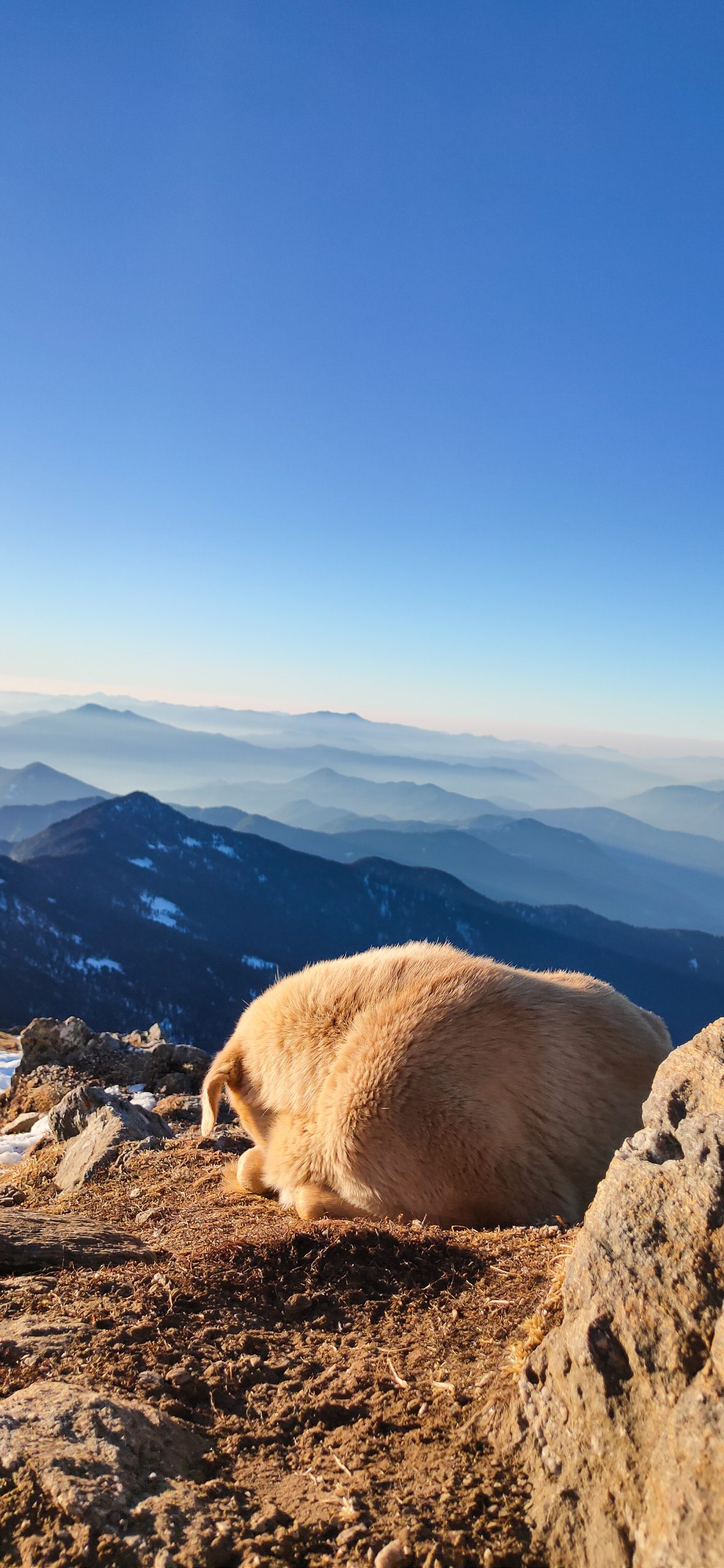 dog sleeping bear mountains
