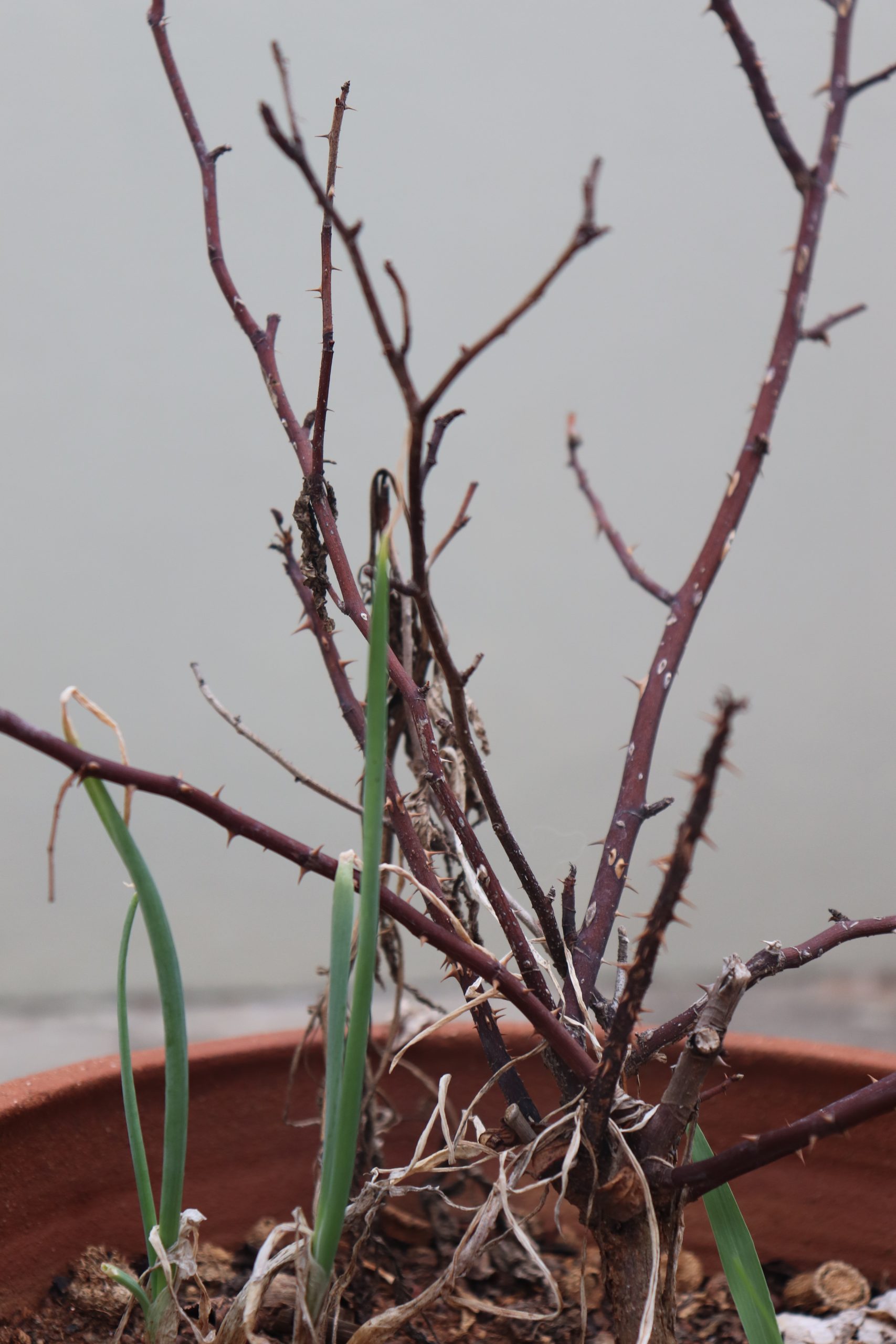 Thorns on a plant