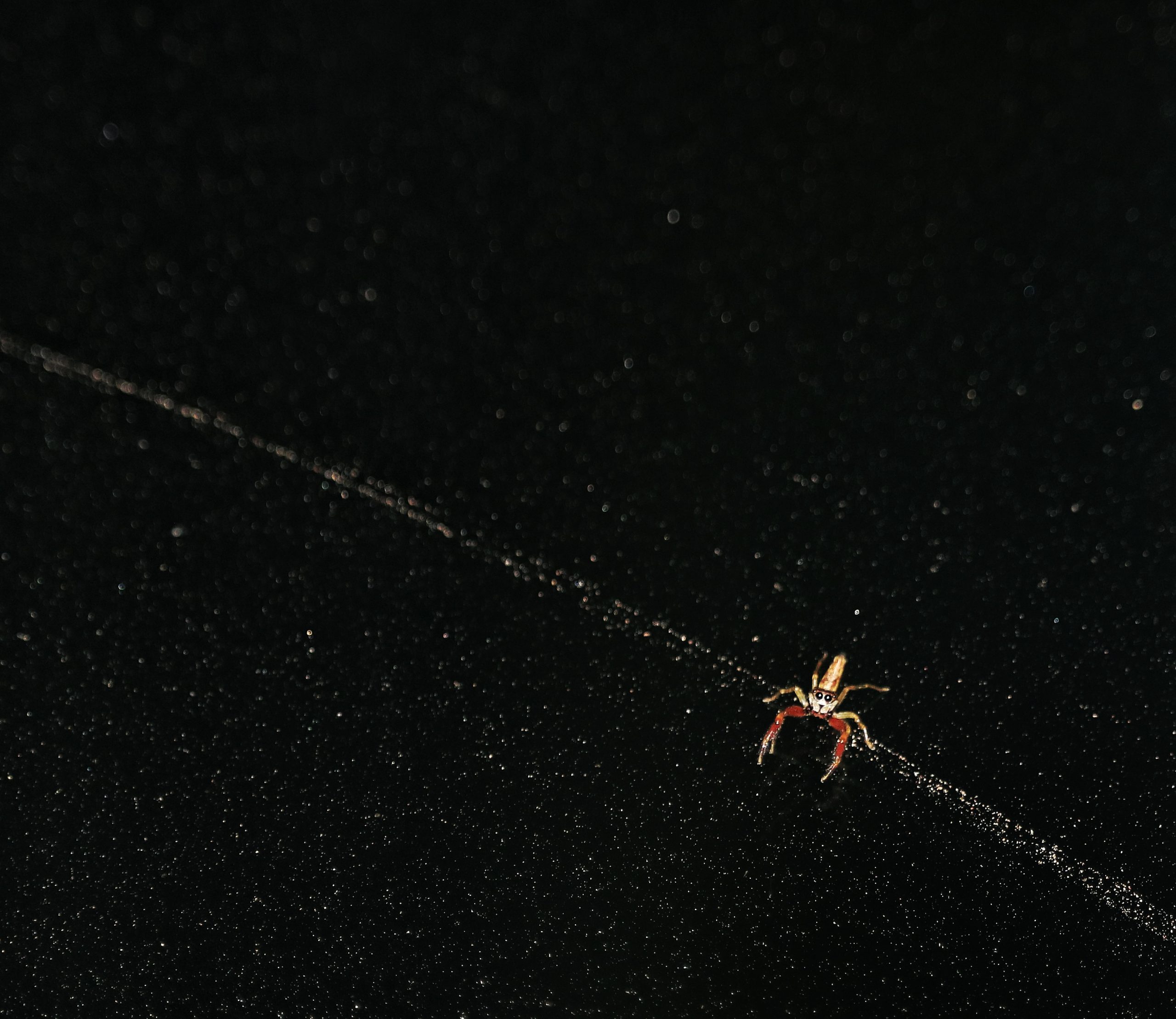 Tiny Golden Spider