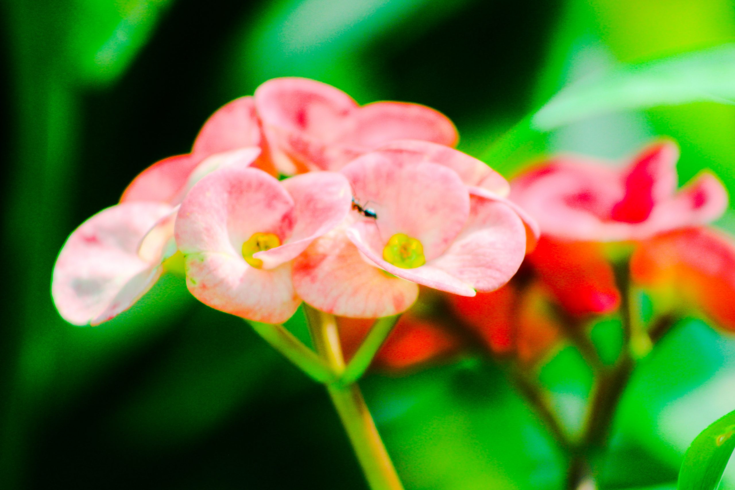 Tiny Pink Flower