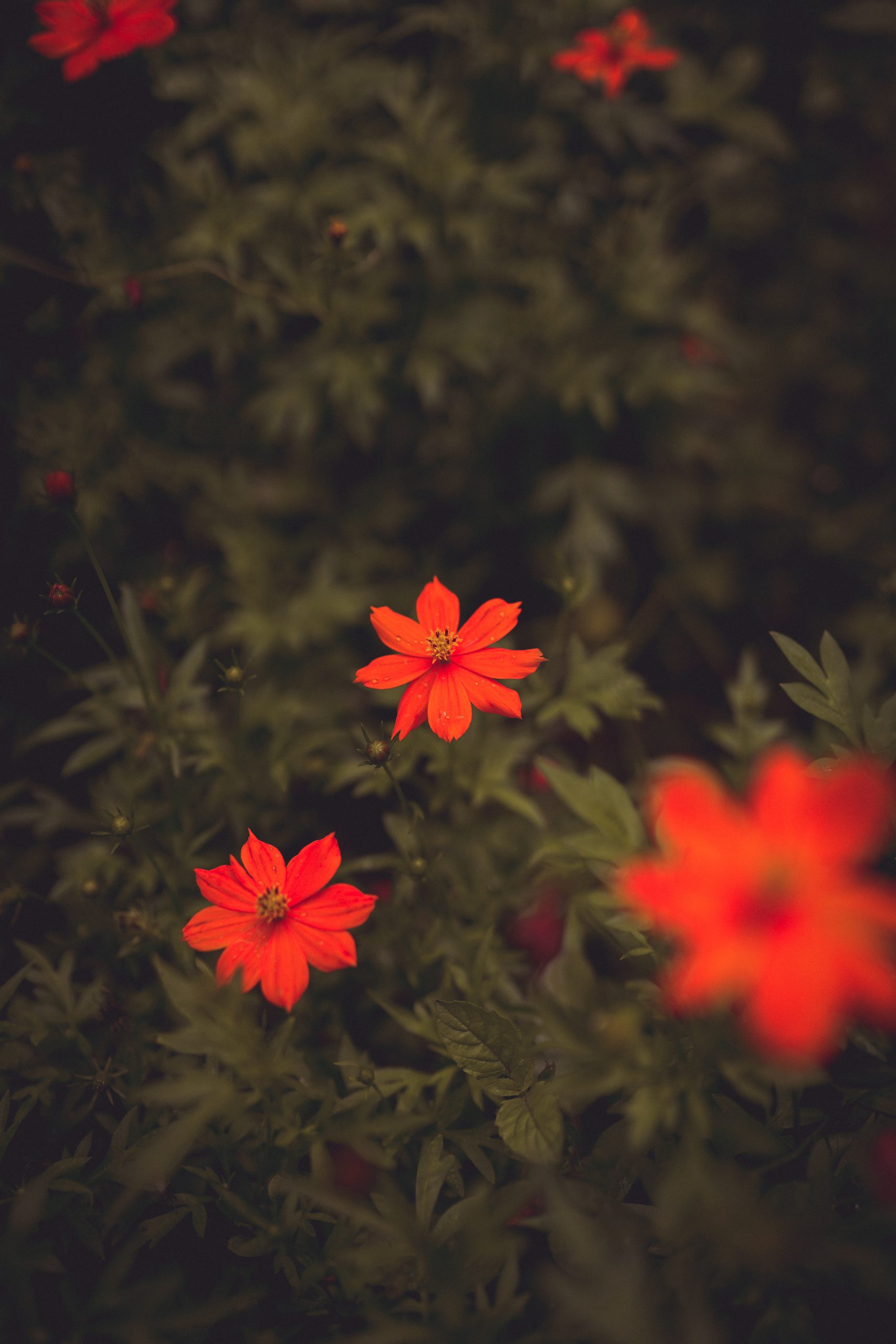 Tiny Red Flowers