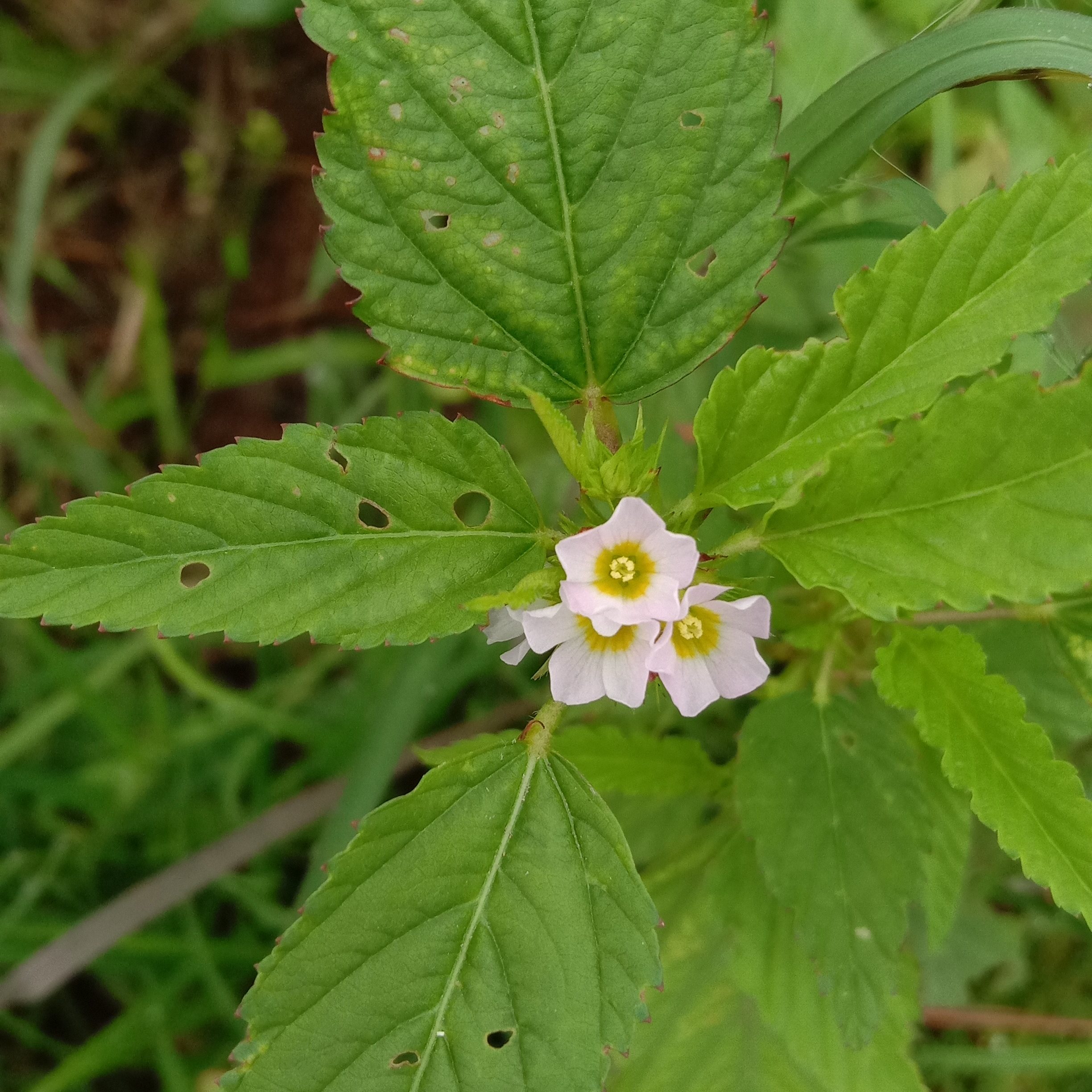 Tiny White Flowers