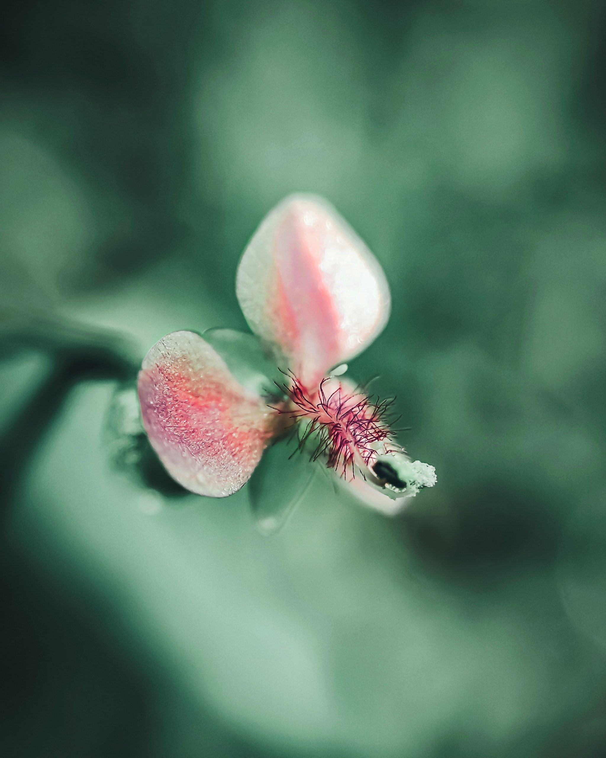 Tiny pink flower macro