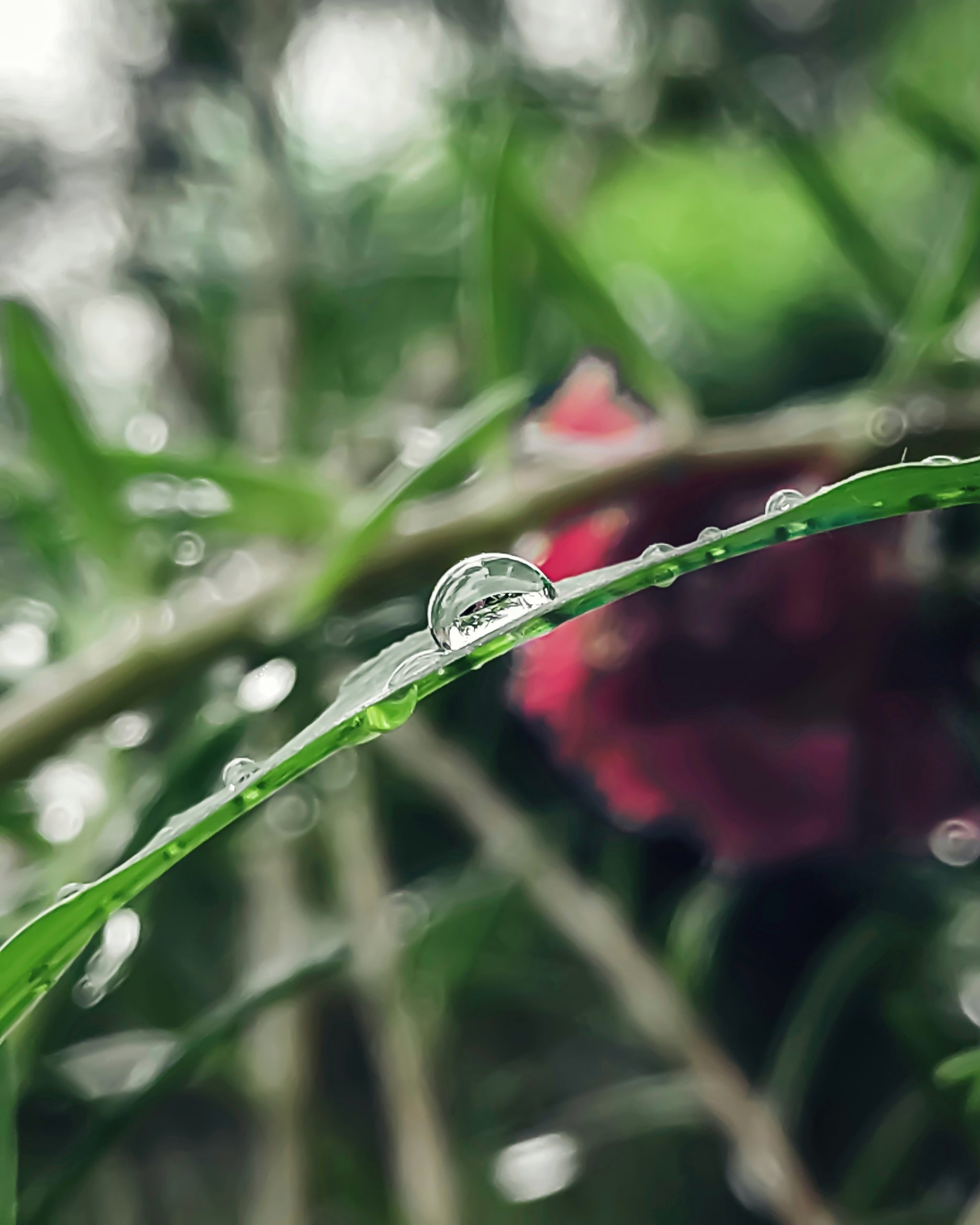 Tiny rain droplet on grass