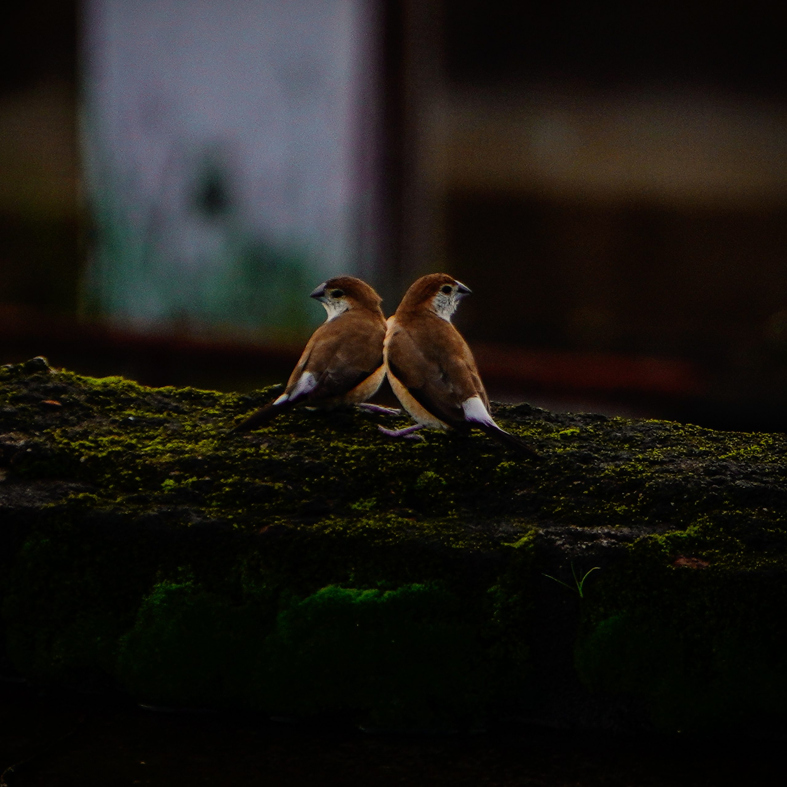 Two birds perched on a wall