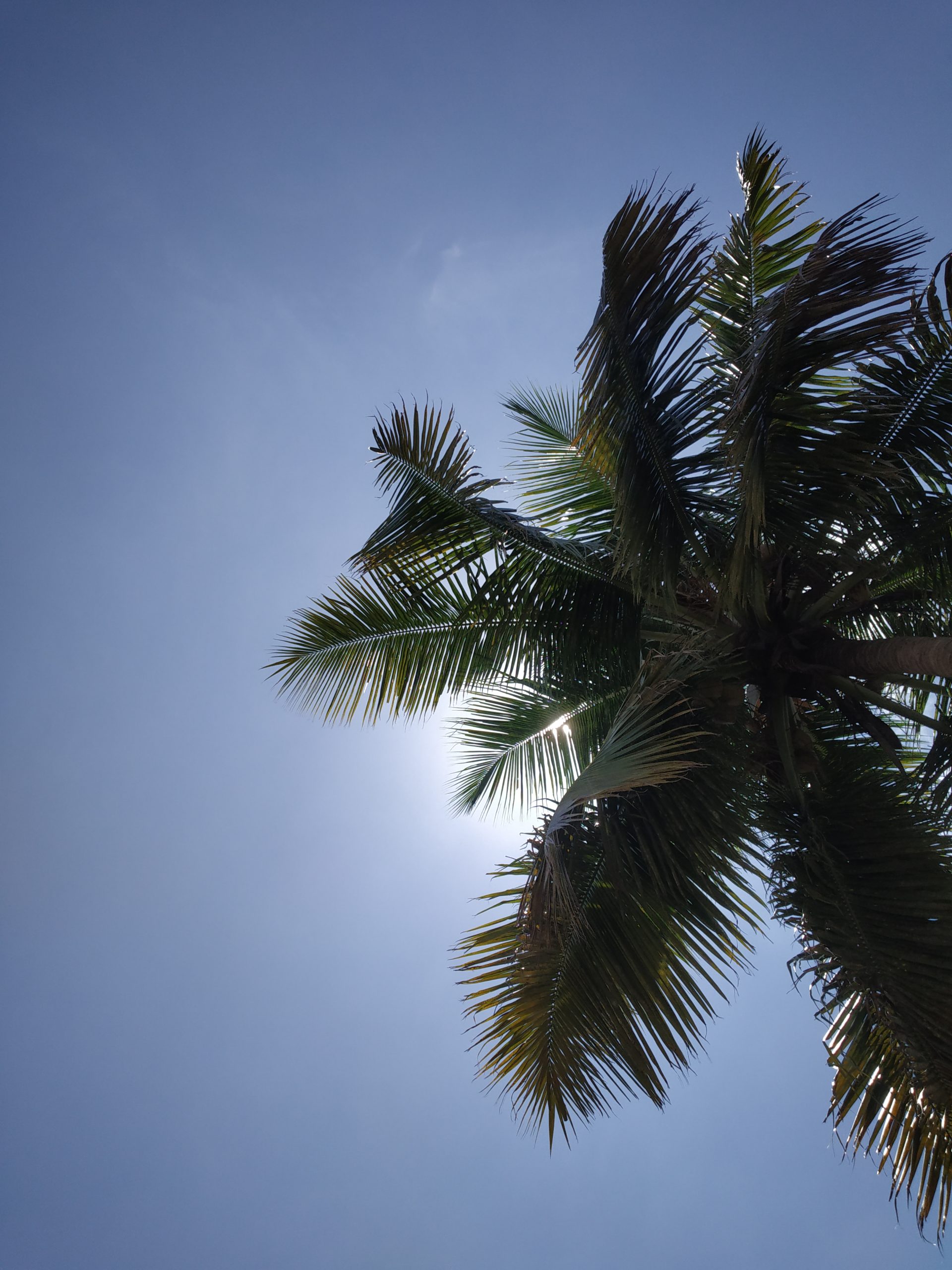 Top of a palm tree