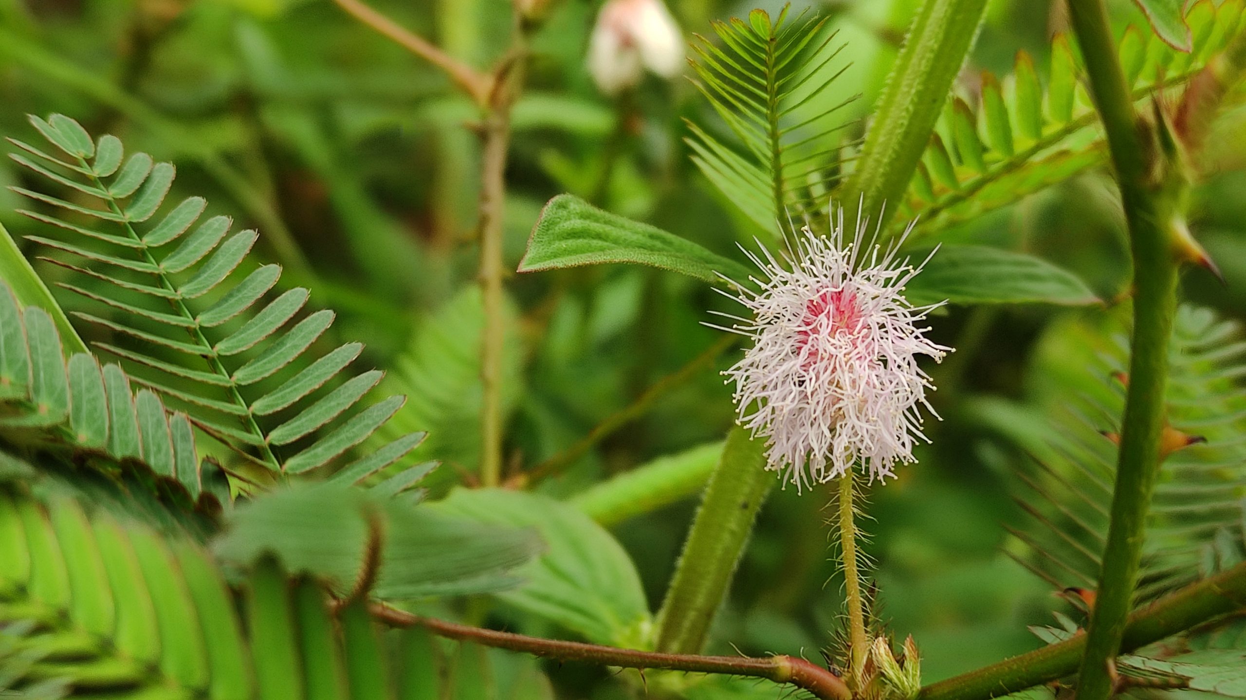 Touch-me-not Flower