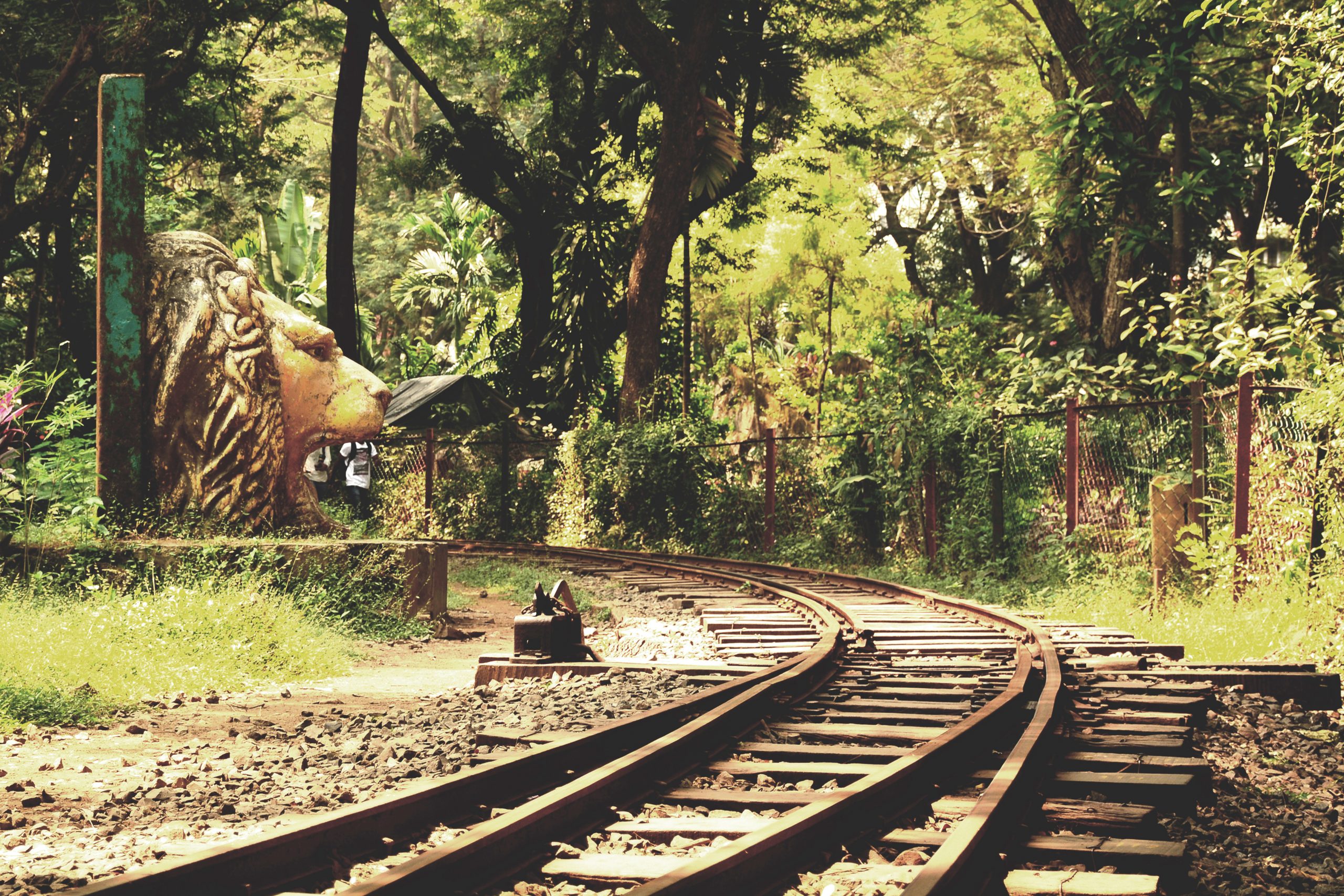 Toy Train Track, Sanjay Gandhi National Park