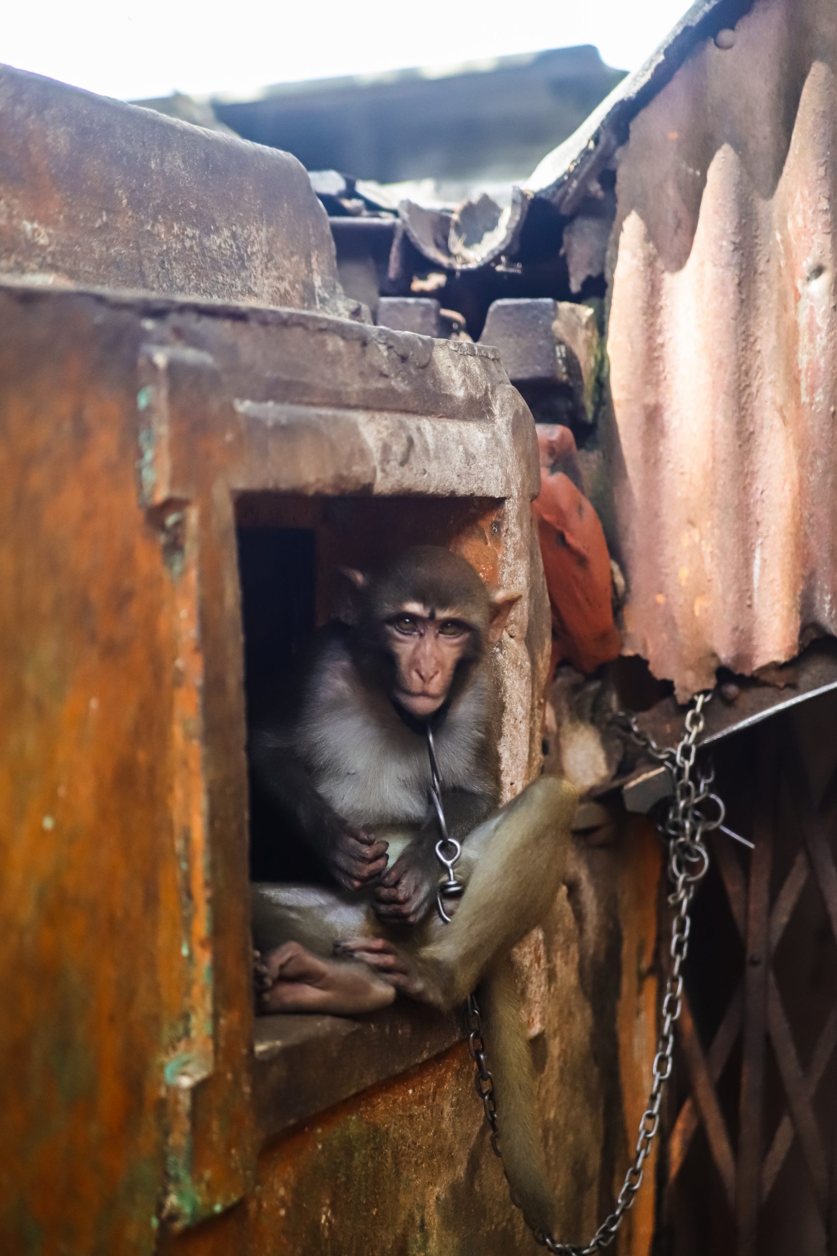 A monkey in chains