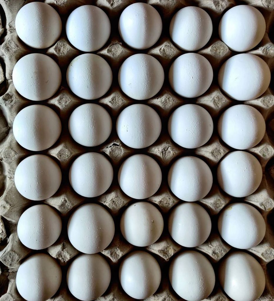 Tray of Eggs PixaHive