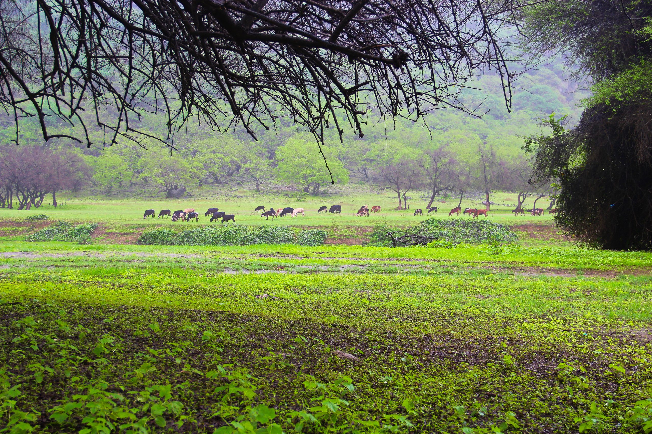 Trees and animals in a jungle