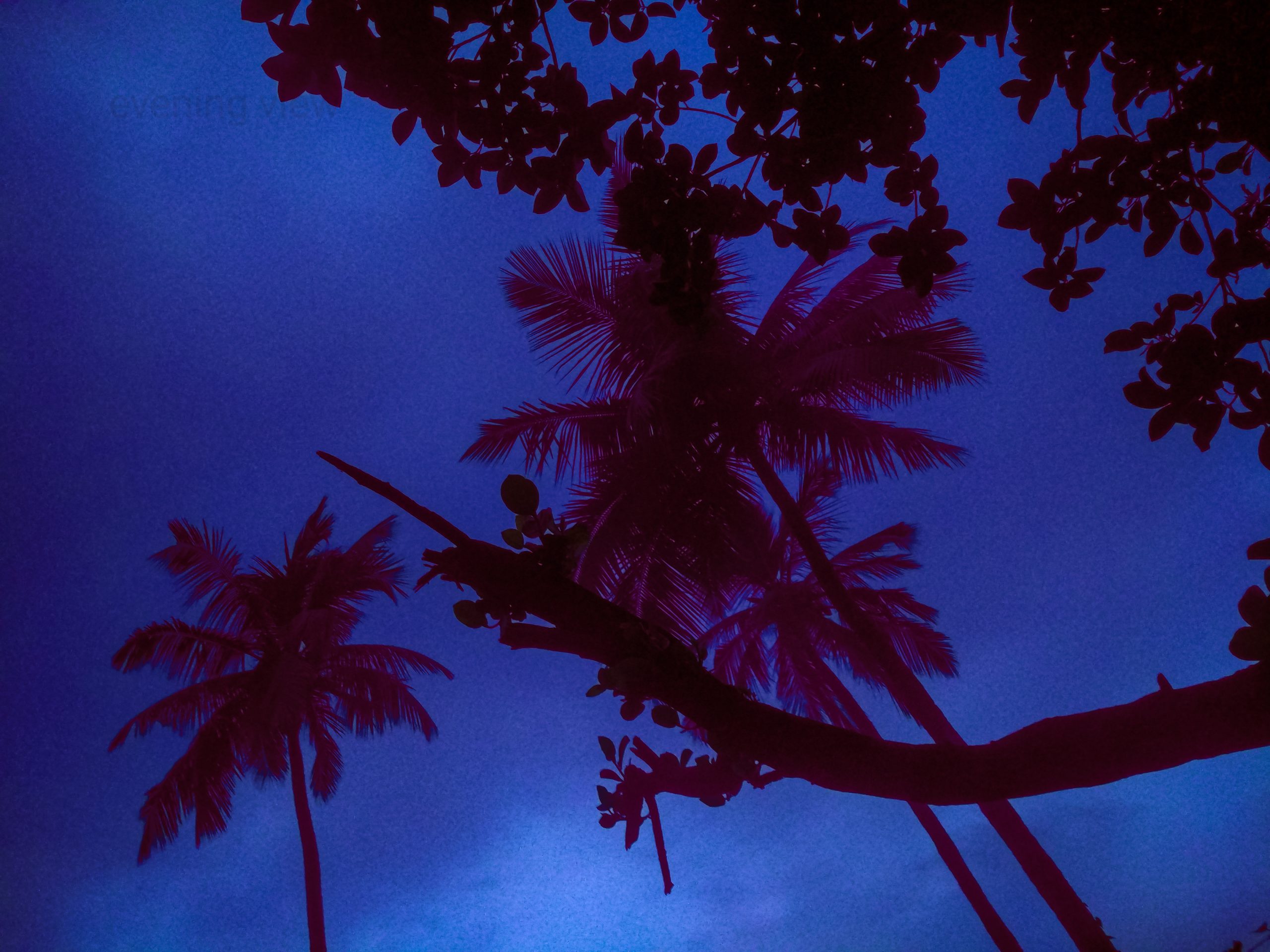 Trees during evening hours