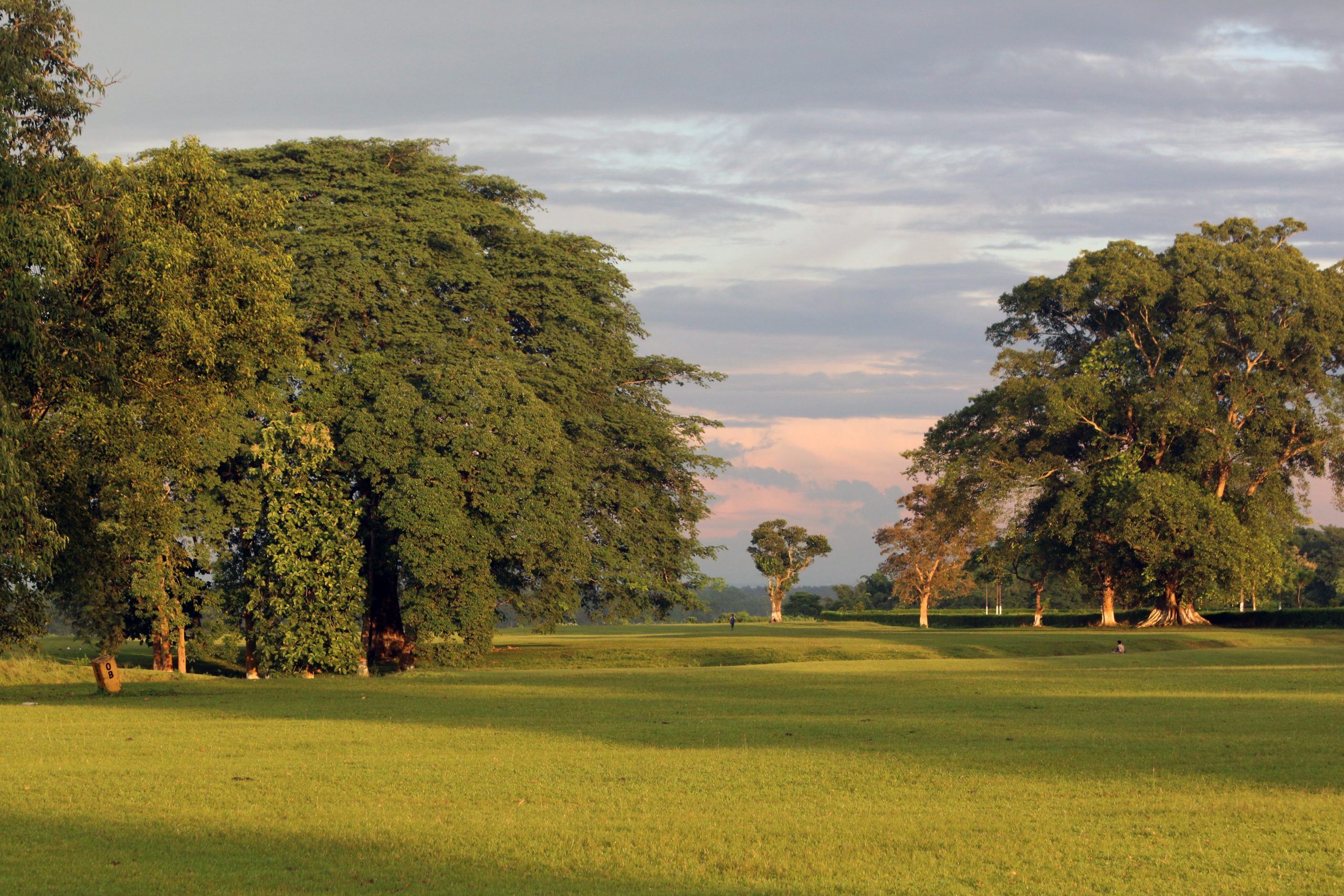 Trees in a Golf field