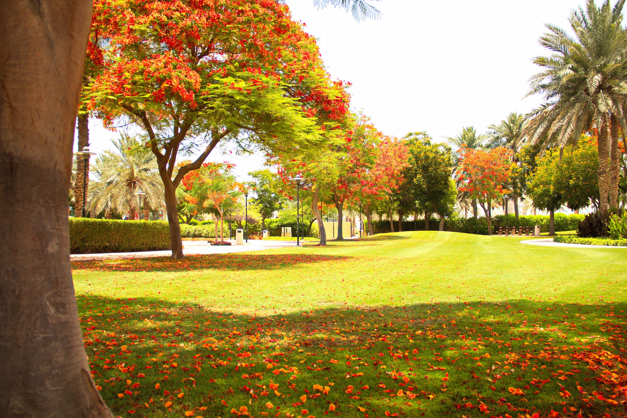 Trees with a colorful leaves in a park