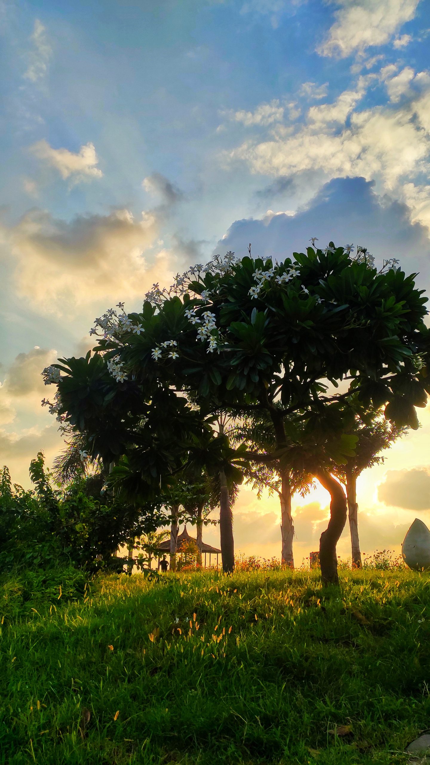 Trees with sun portrait