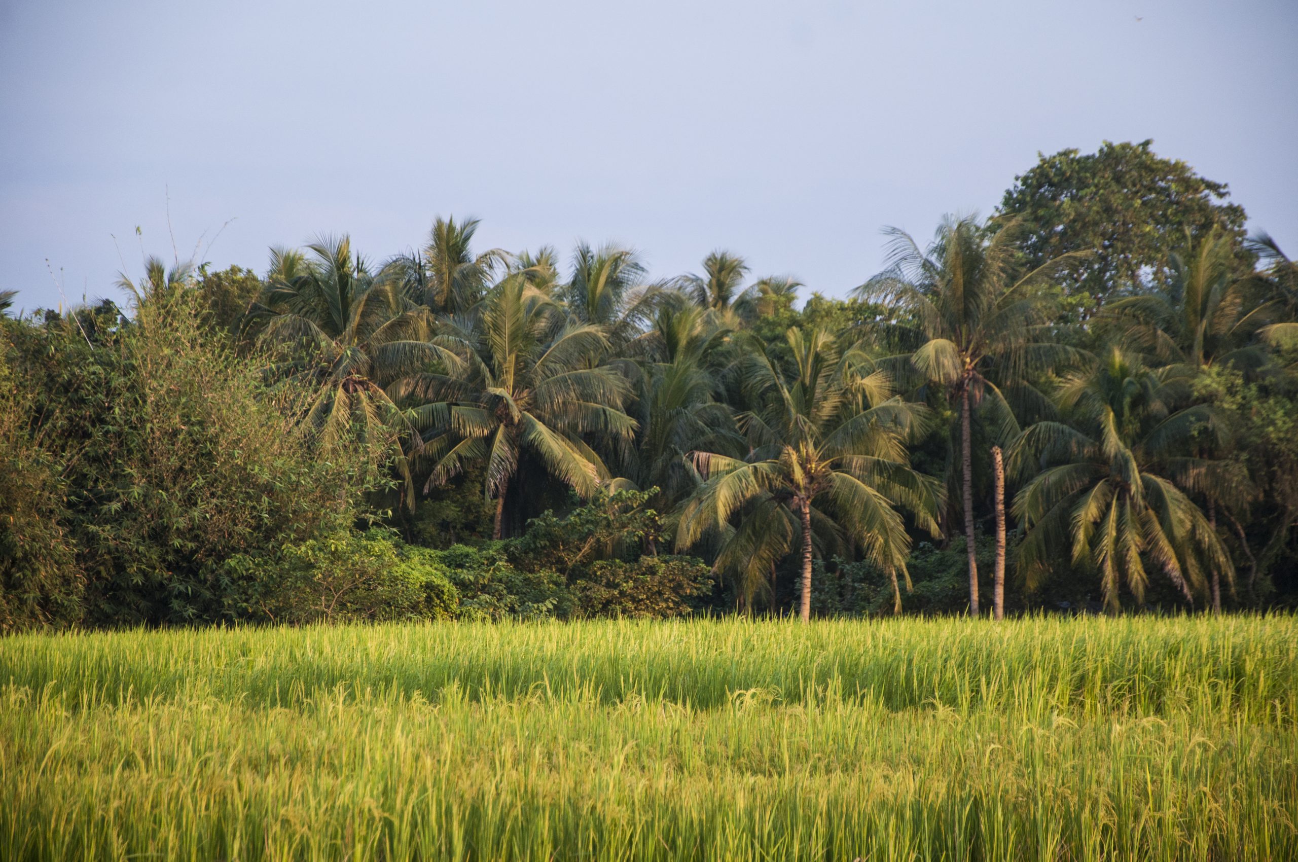 Tropical Paddy Fields