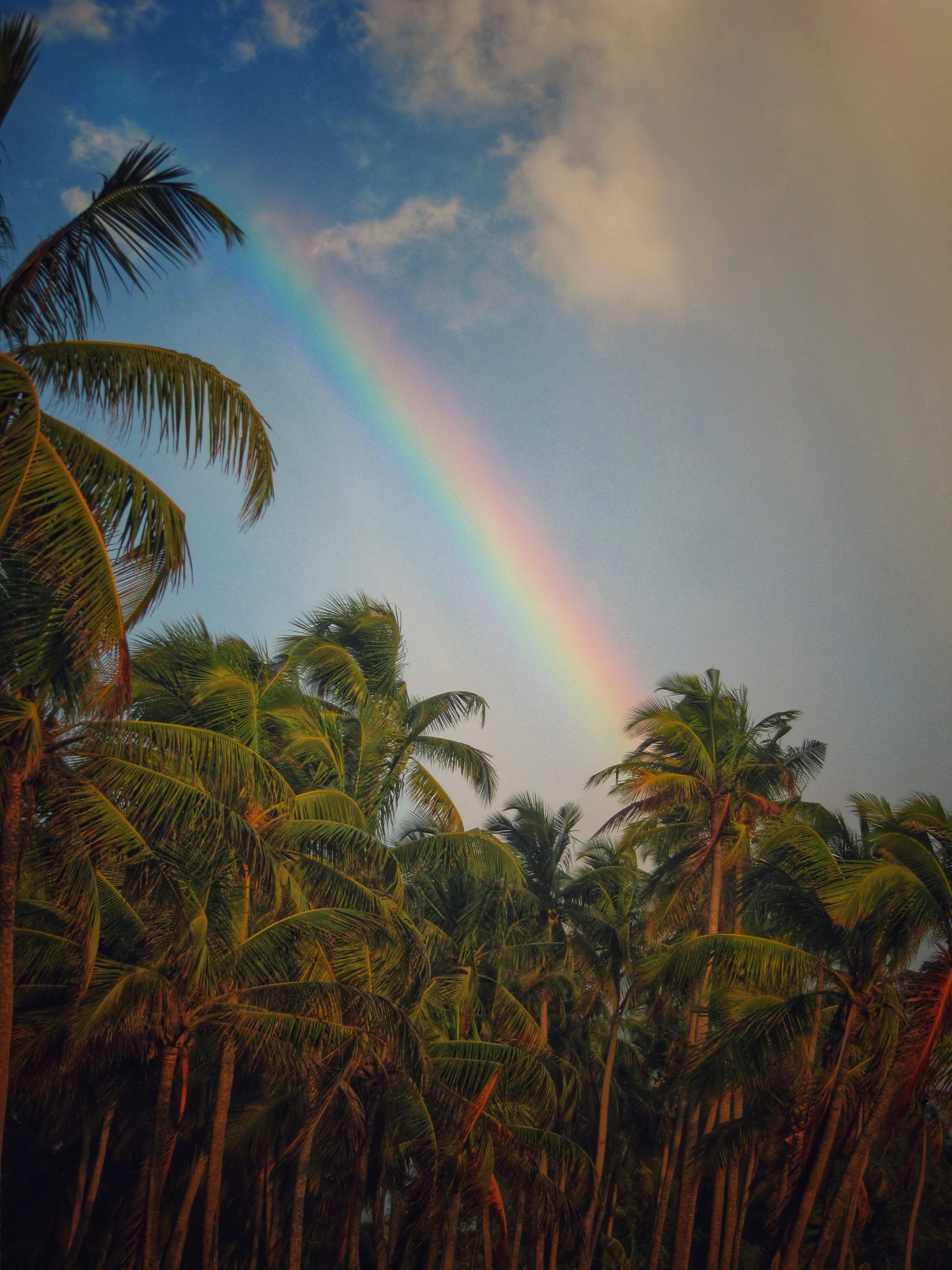 Tropical Rainbow