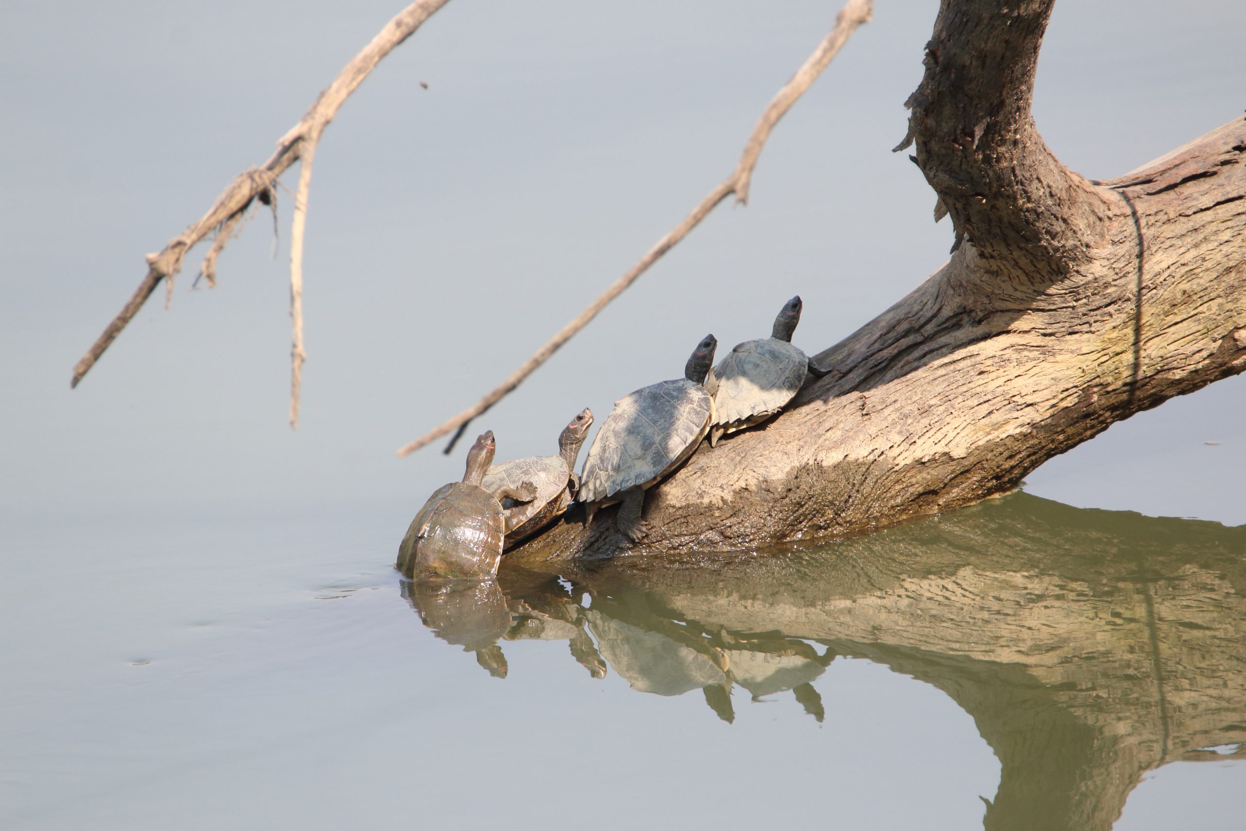 Turtles coming out of a river