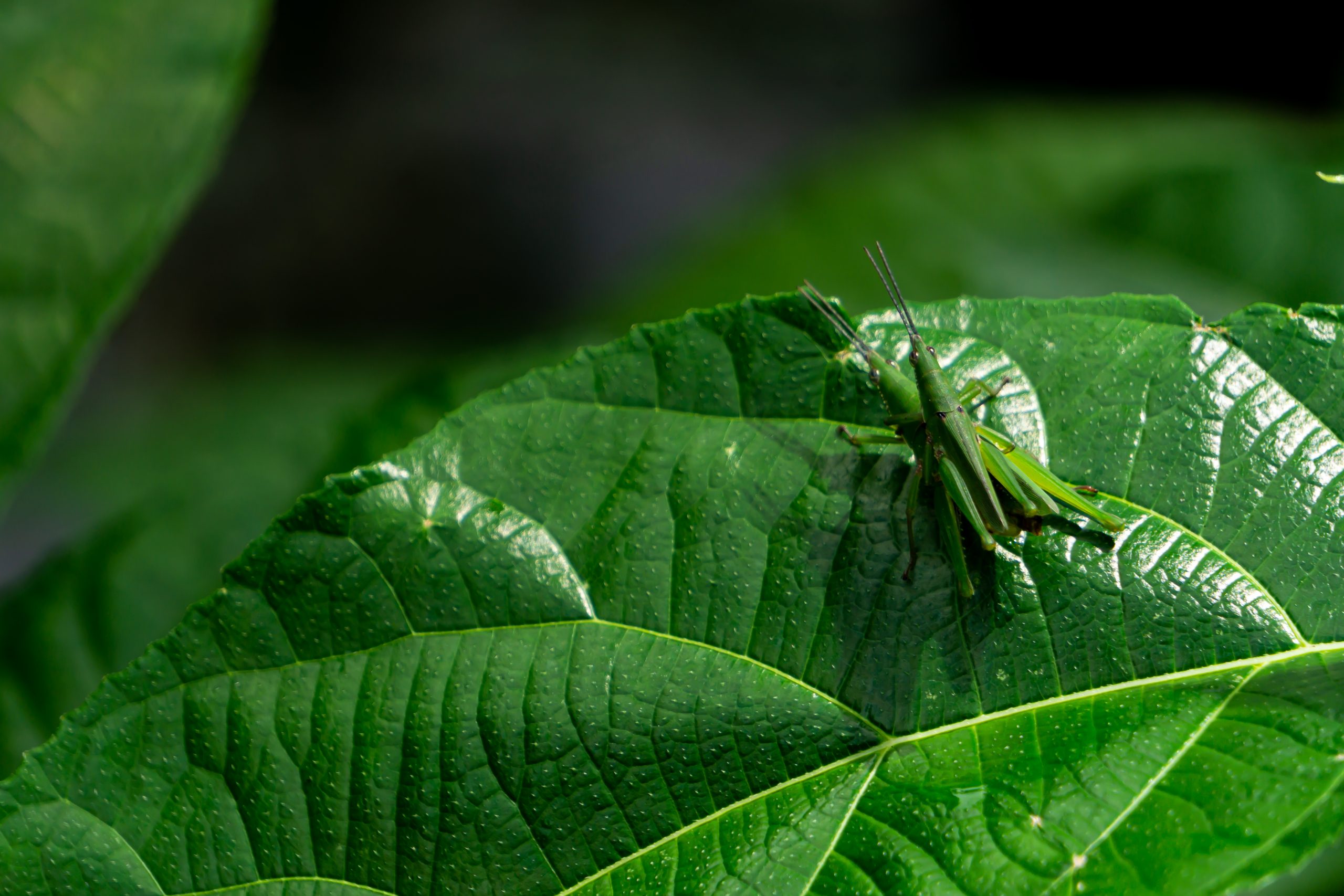 Two Insects on a plant leaf