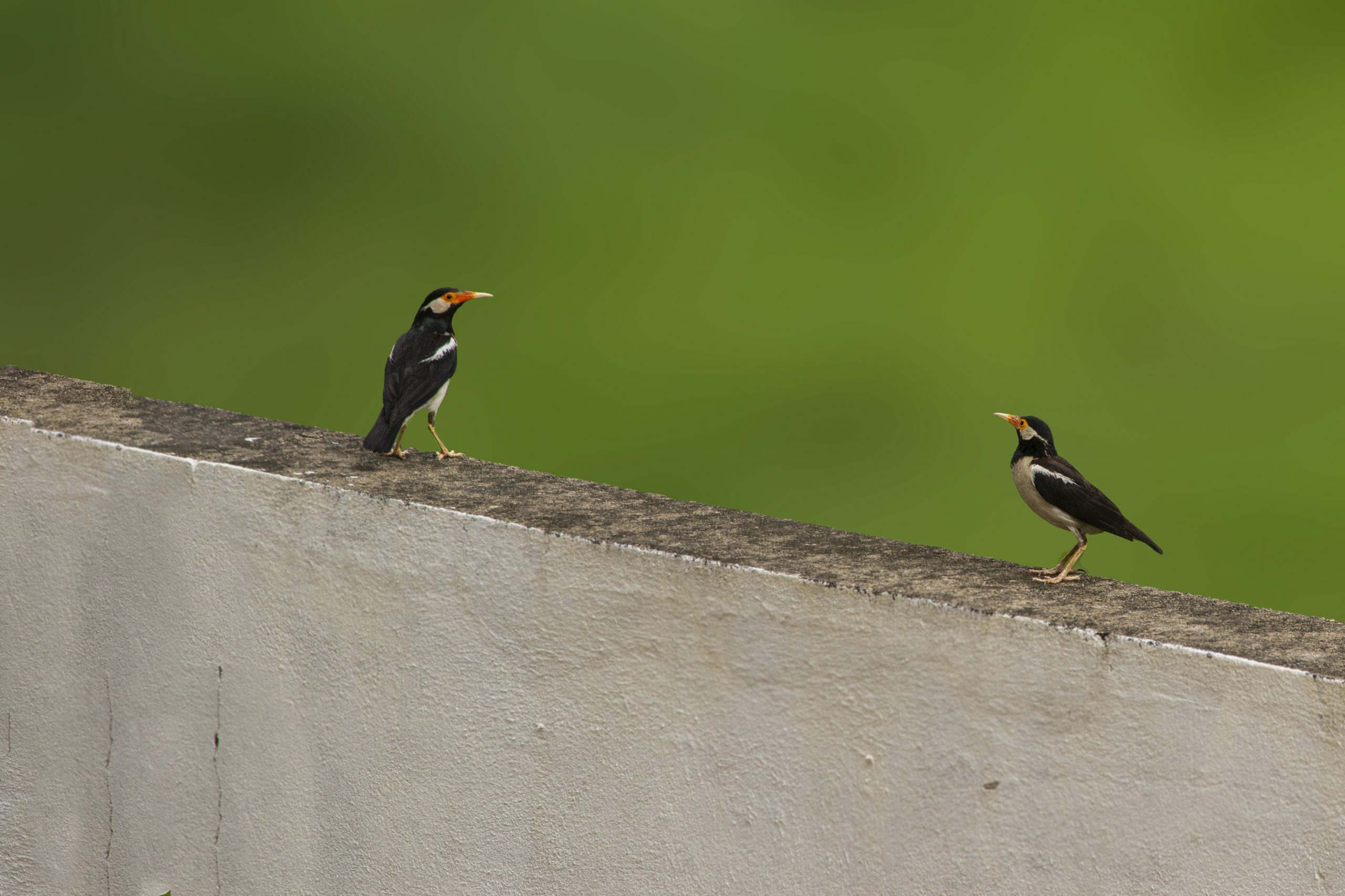 Two birds on a boundary wall