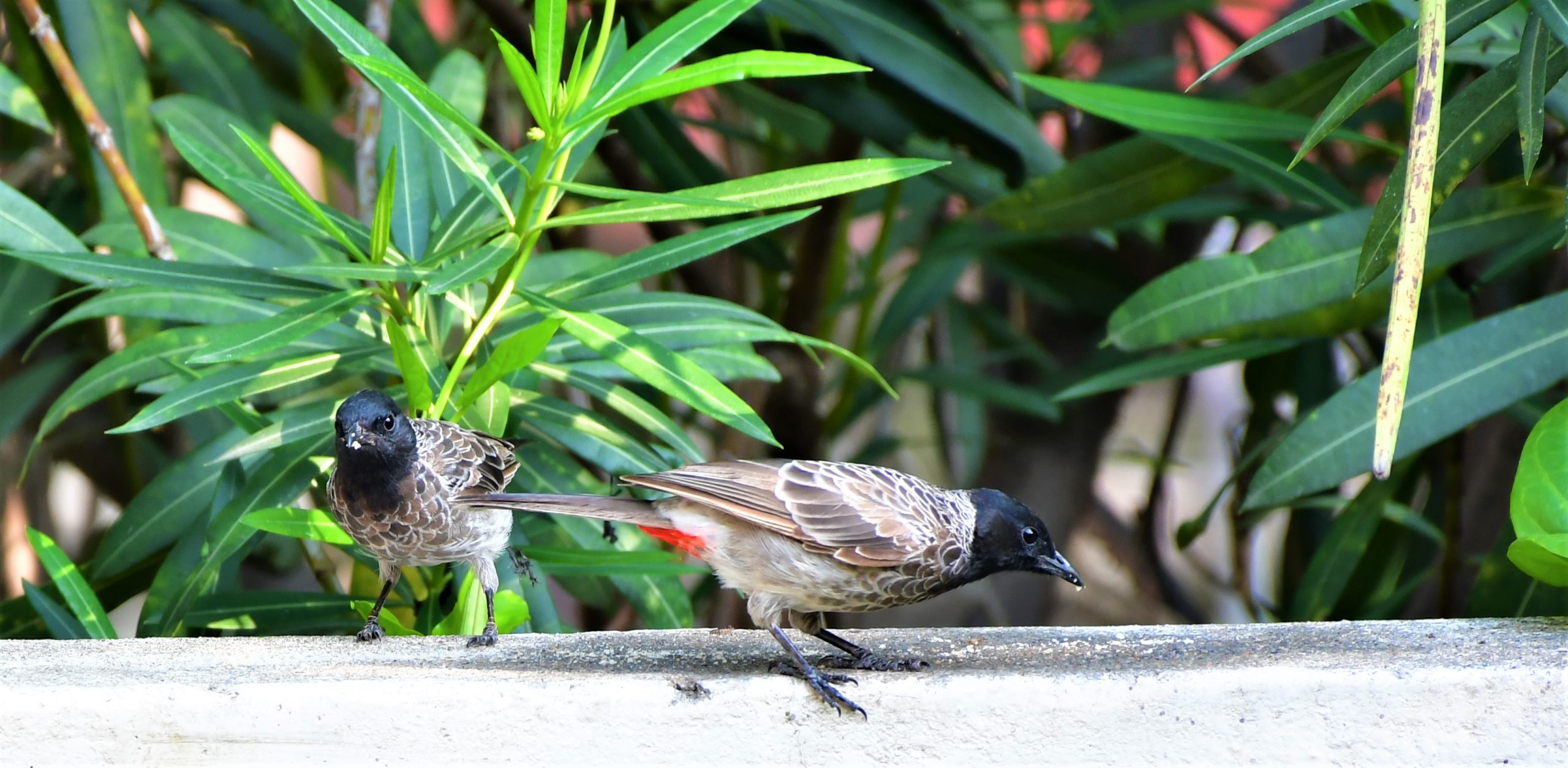 Two bulbul birds eating