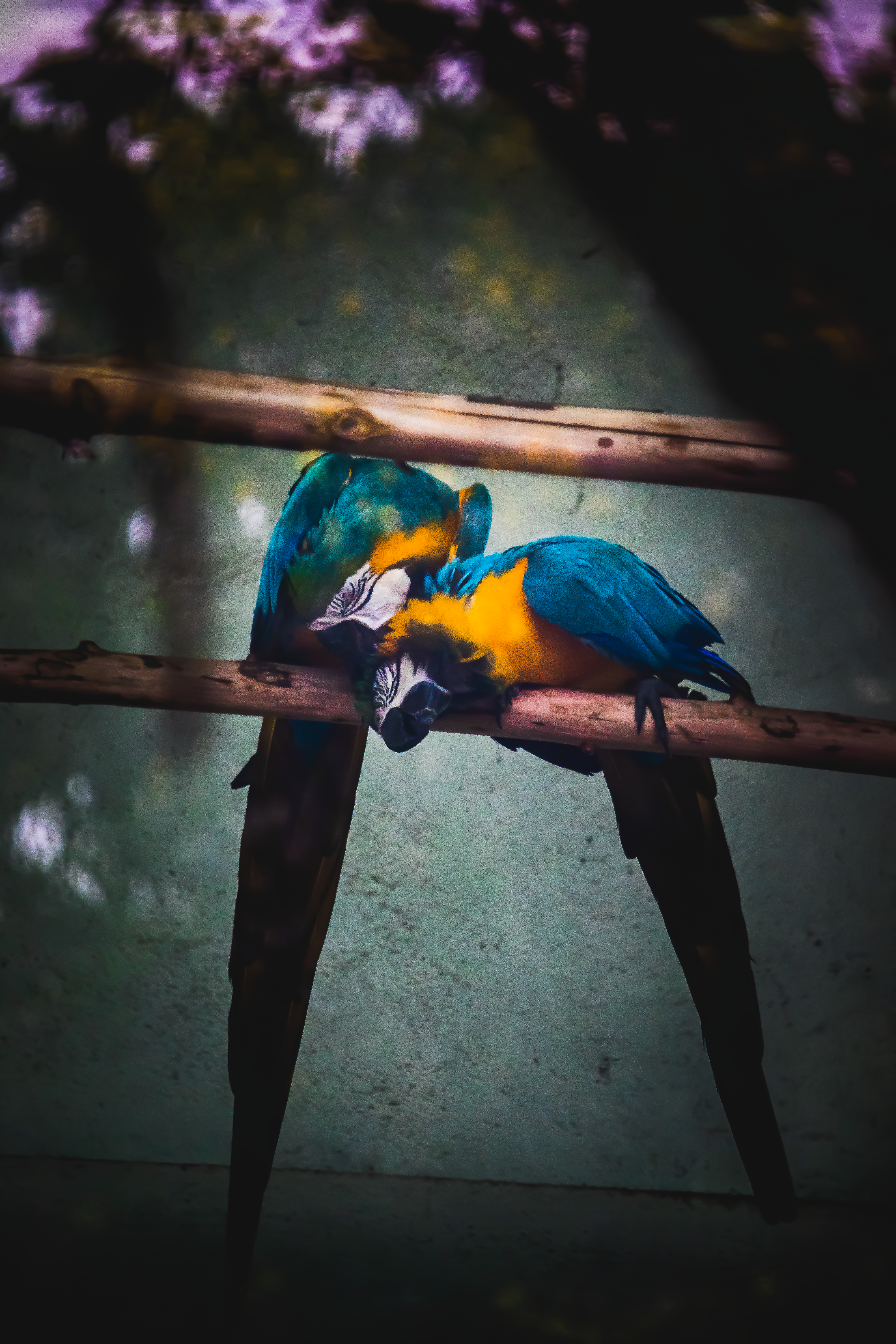 A pair of loving blue macaws