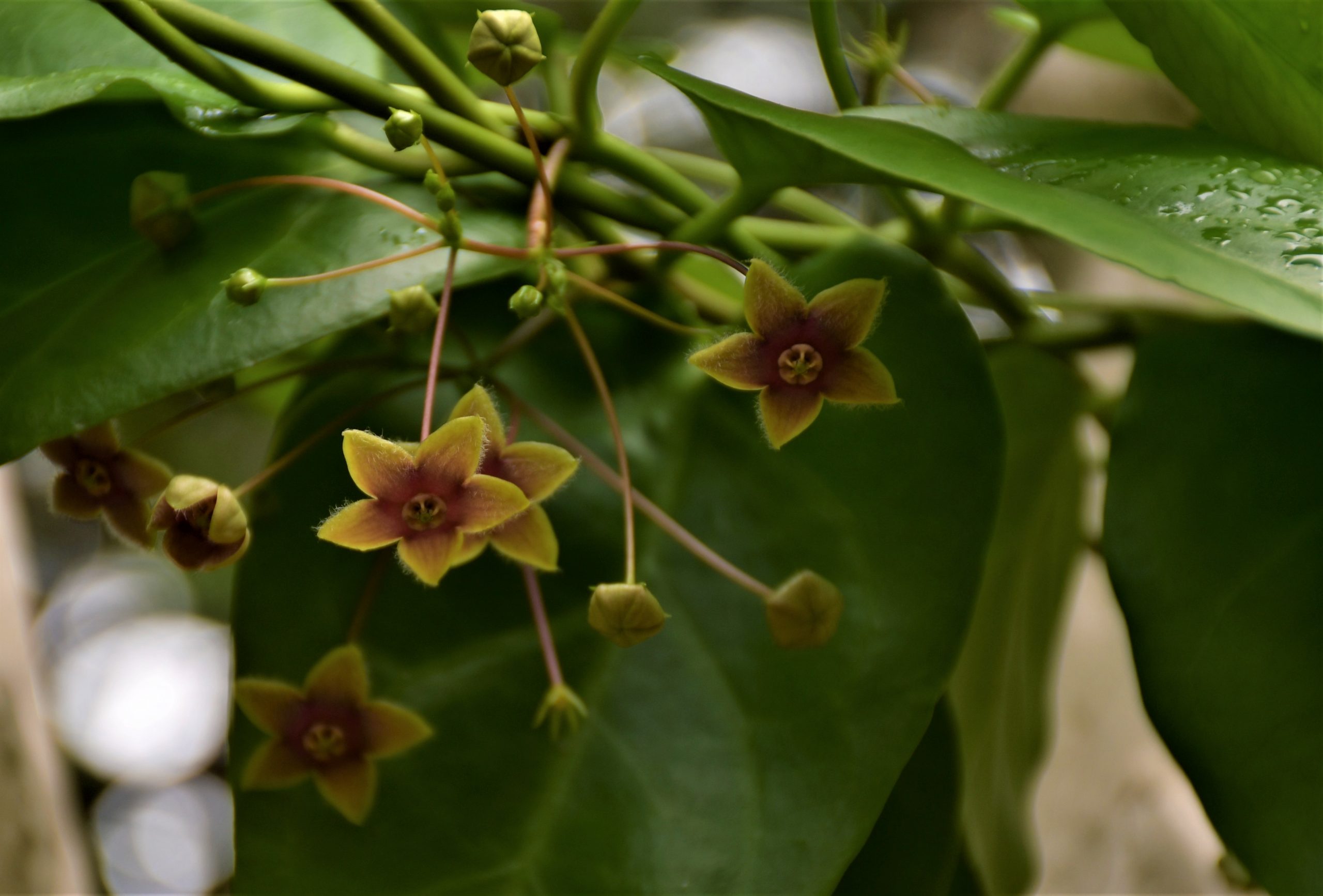 Tylaphora Asthmatica flower