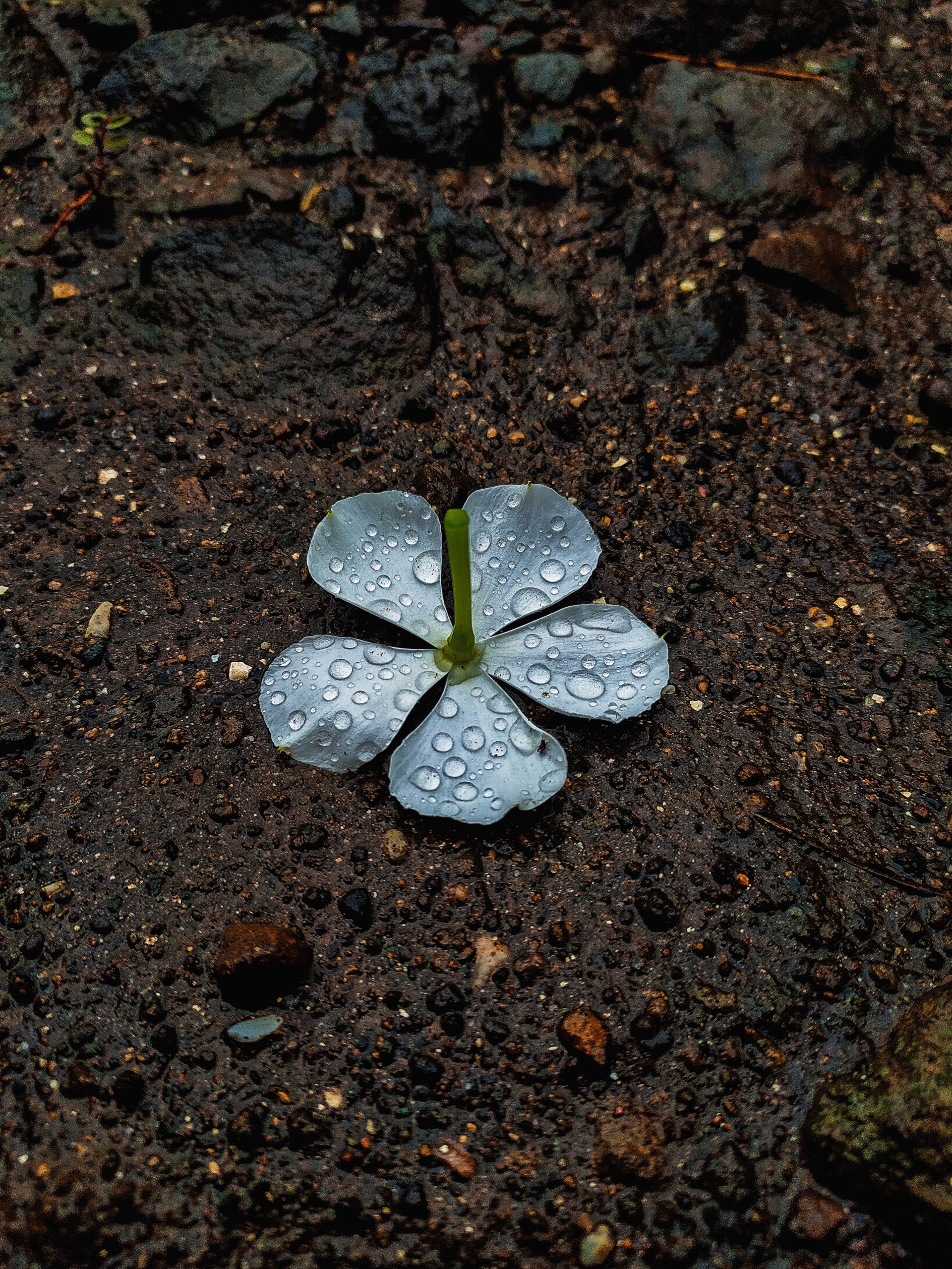 Moisture on cut flower