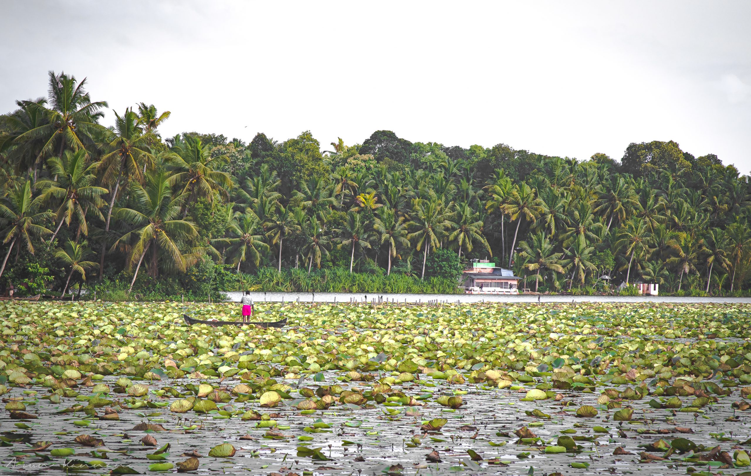 Vellayani Lake Kerala