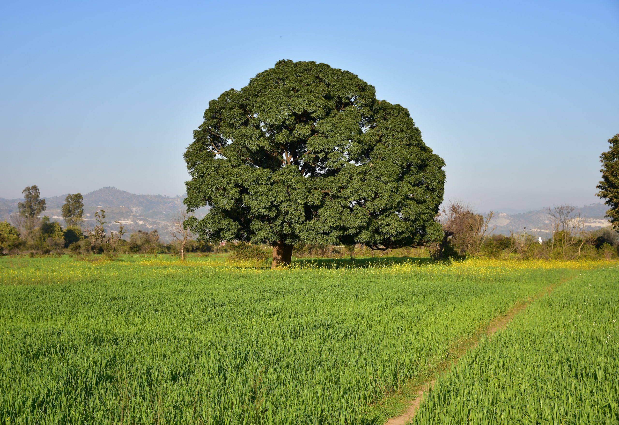 Village Tree