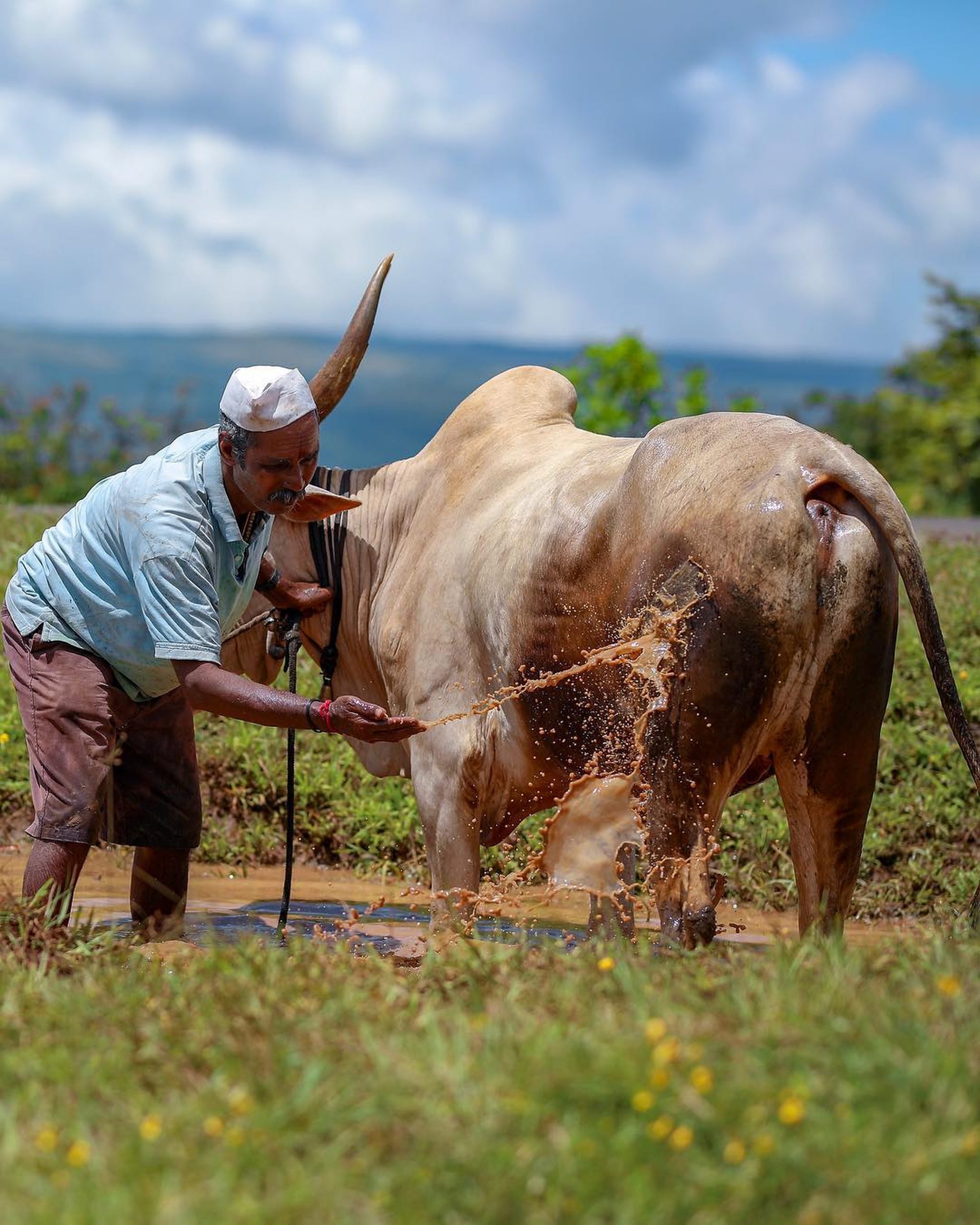 man bathing cow