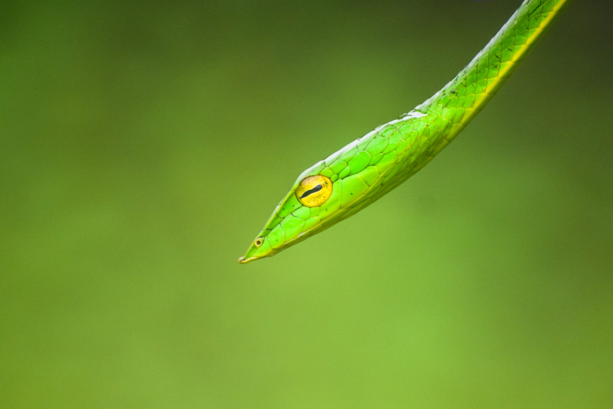 Vine Snake on Focus