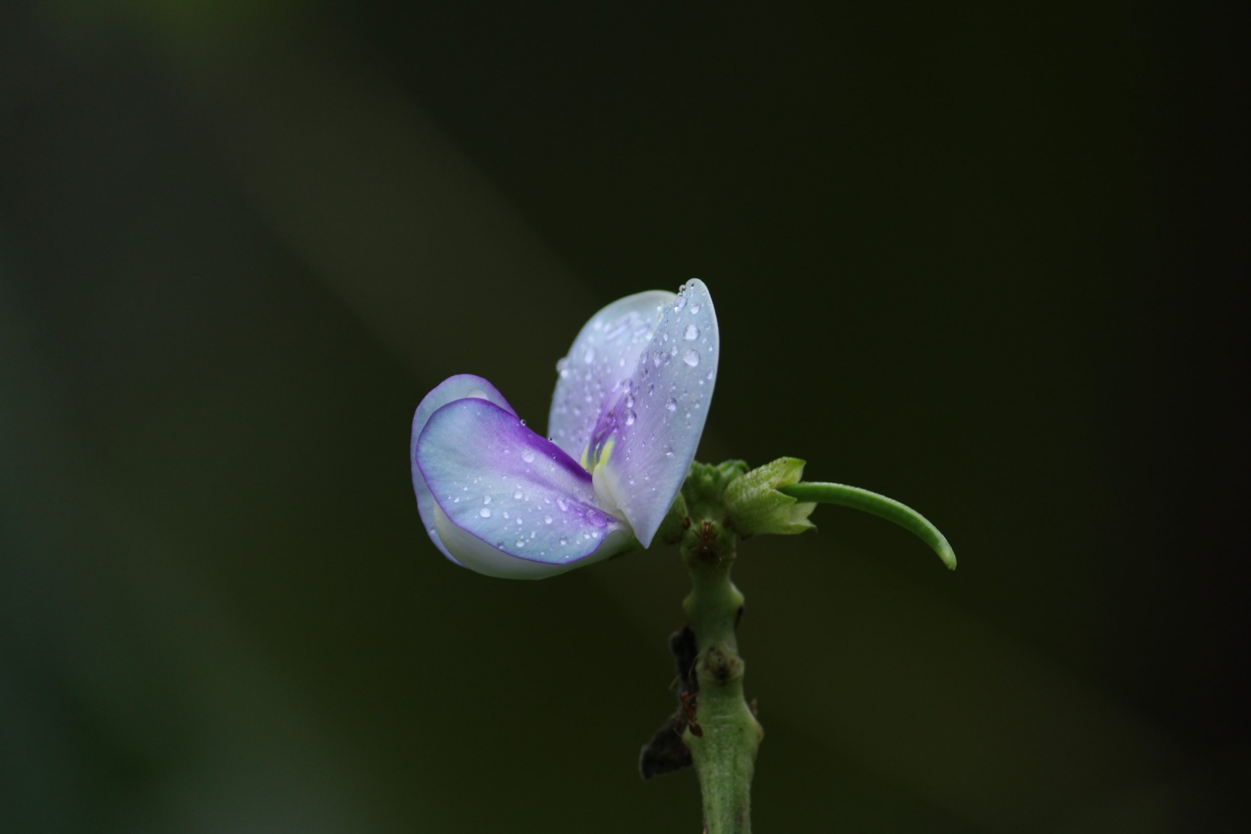 Violet Flower on Focus