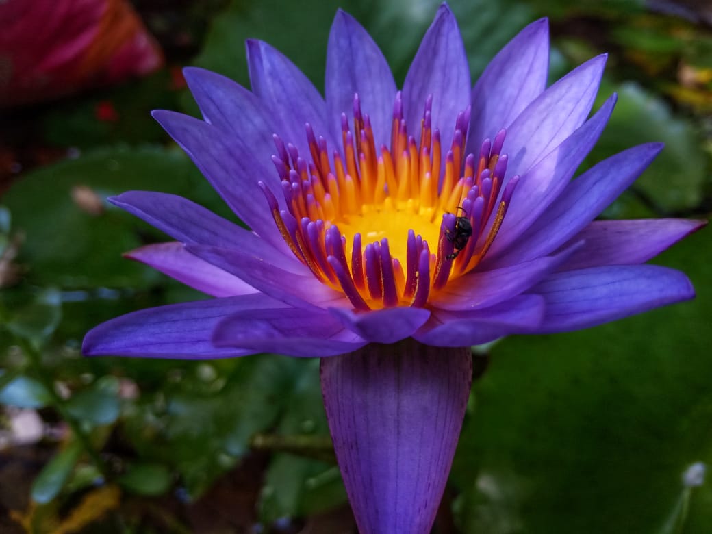 Violet flower with yellow center