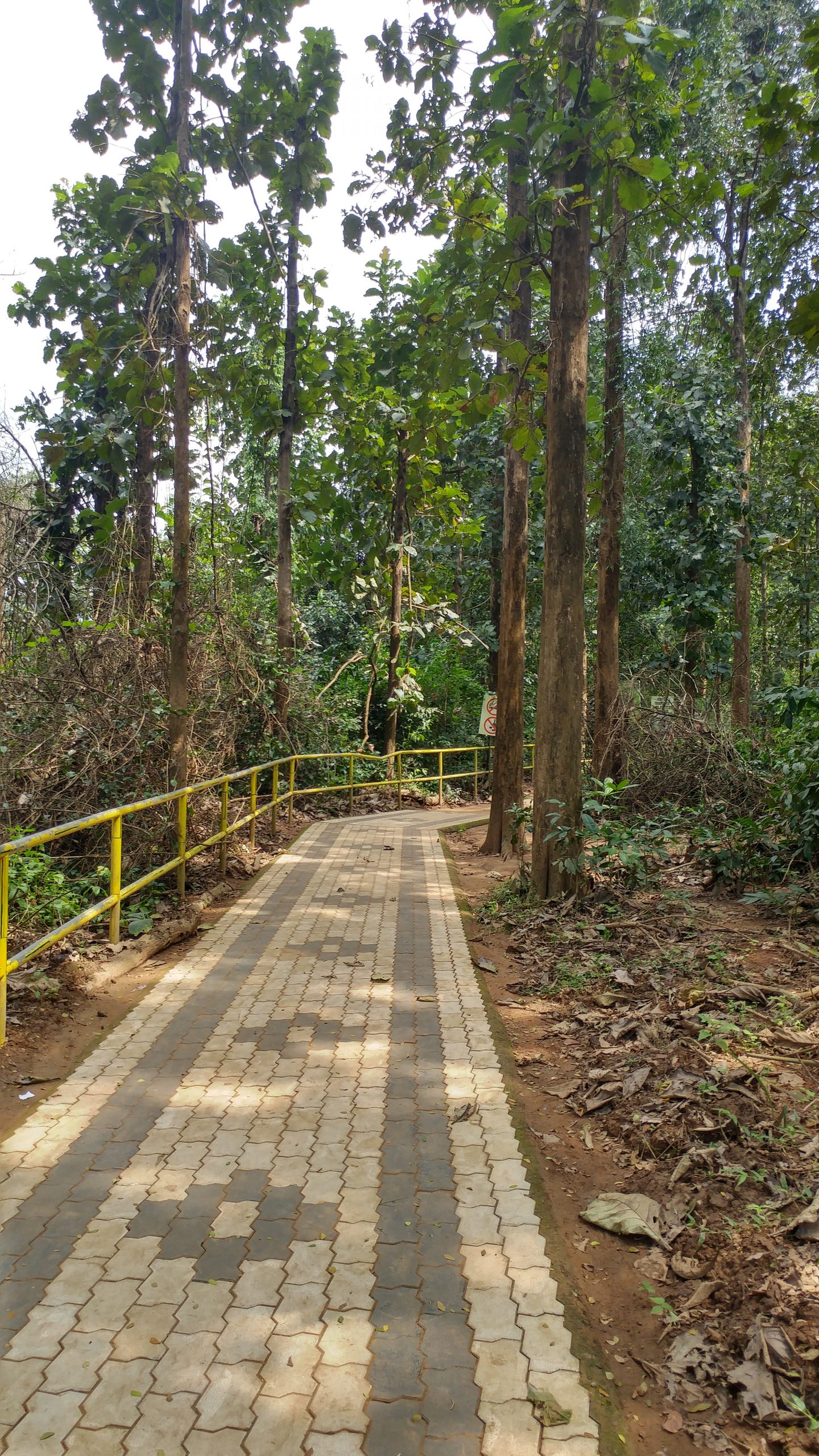 Walkway in the Forest