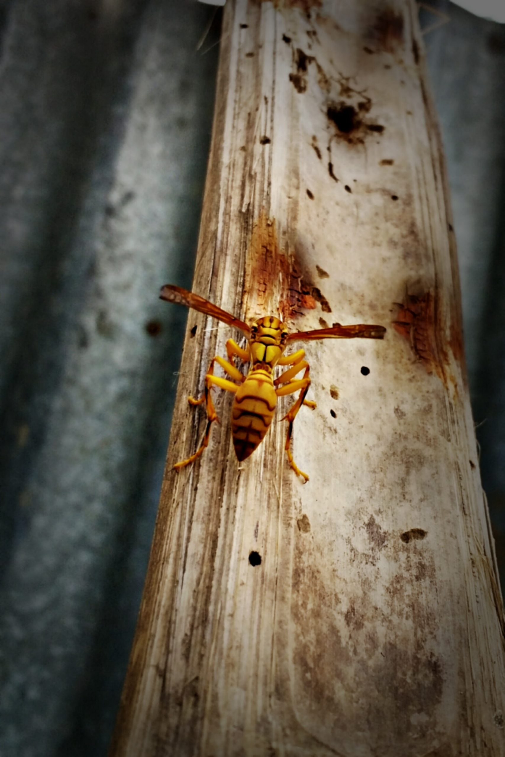 Wasp on a piece of wood