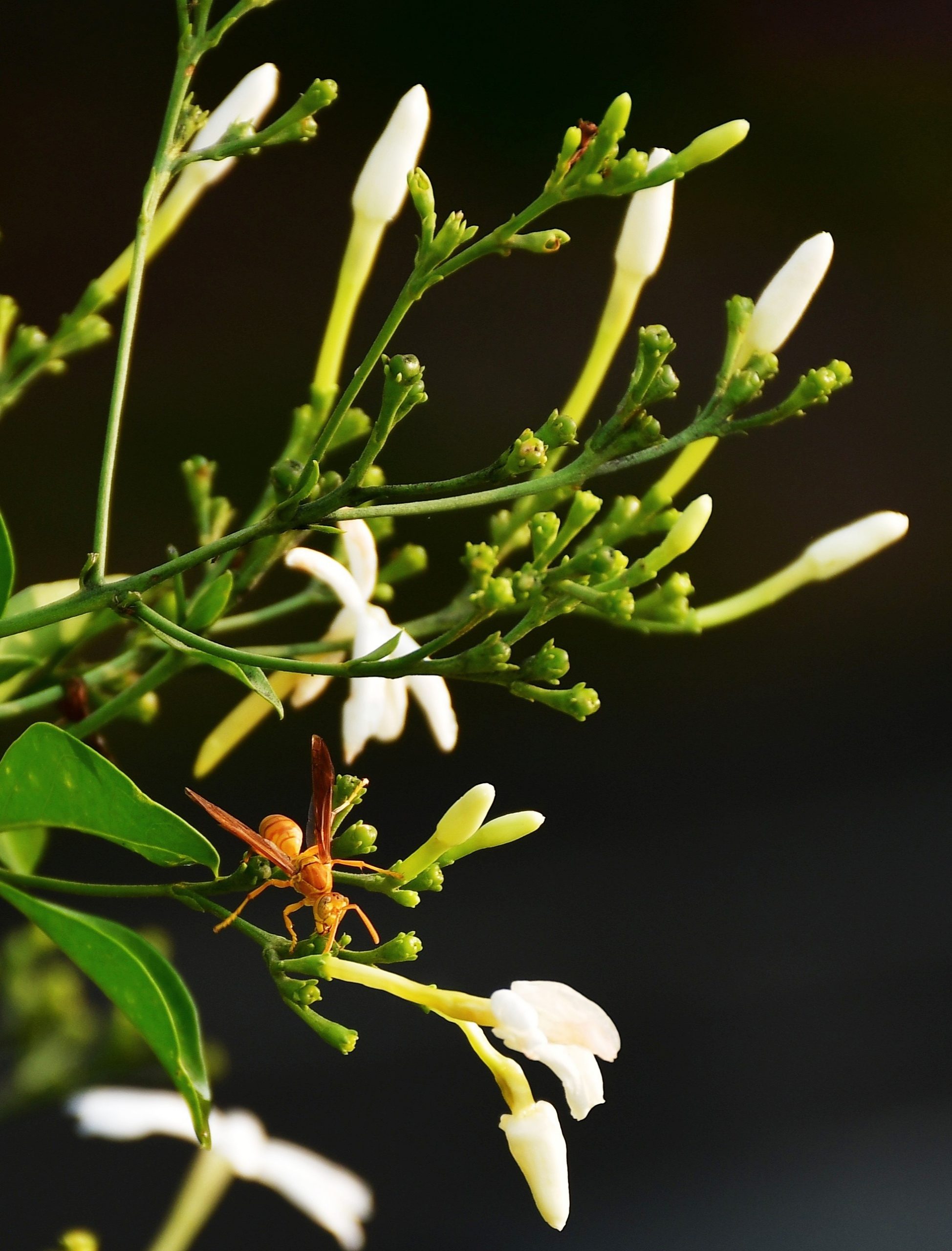 Wasp on Juhi flower
