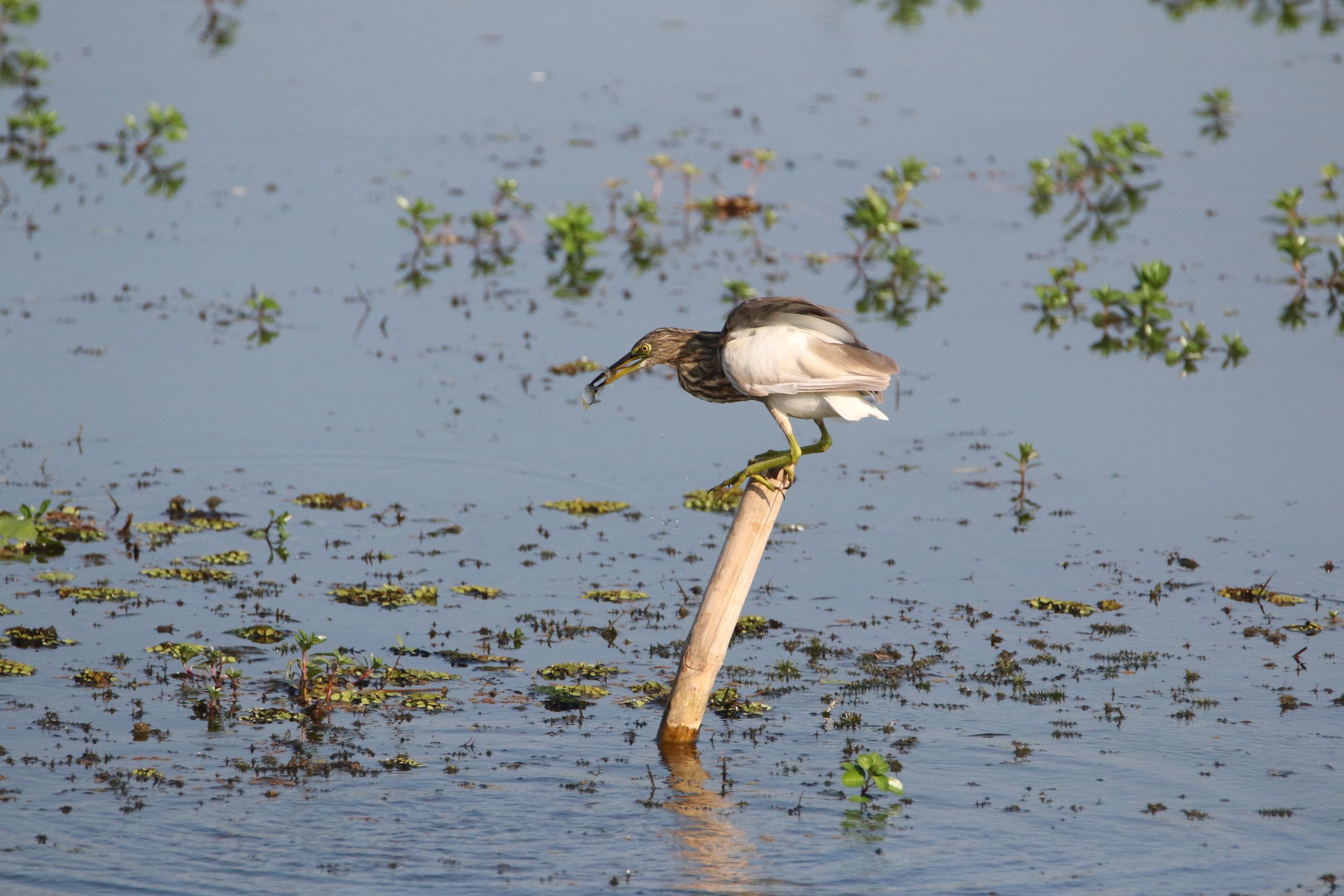Water Bird on a Stick