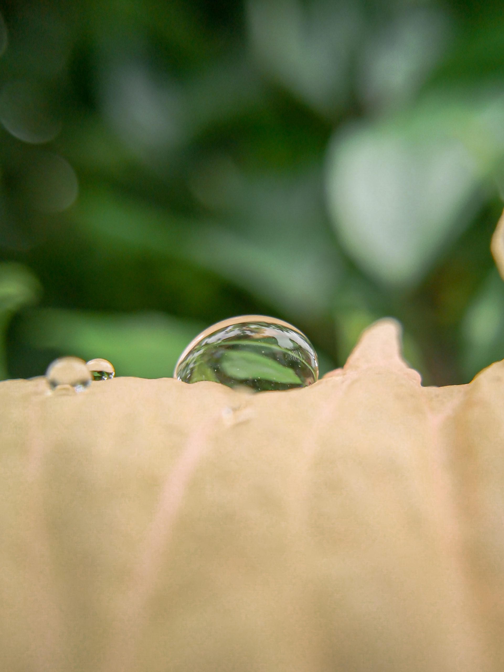 Water Drop on Leaf on Focus
