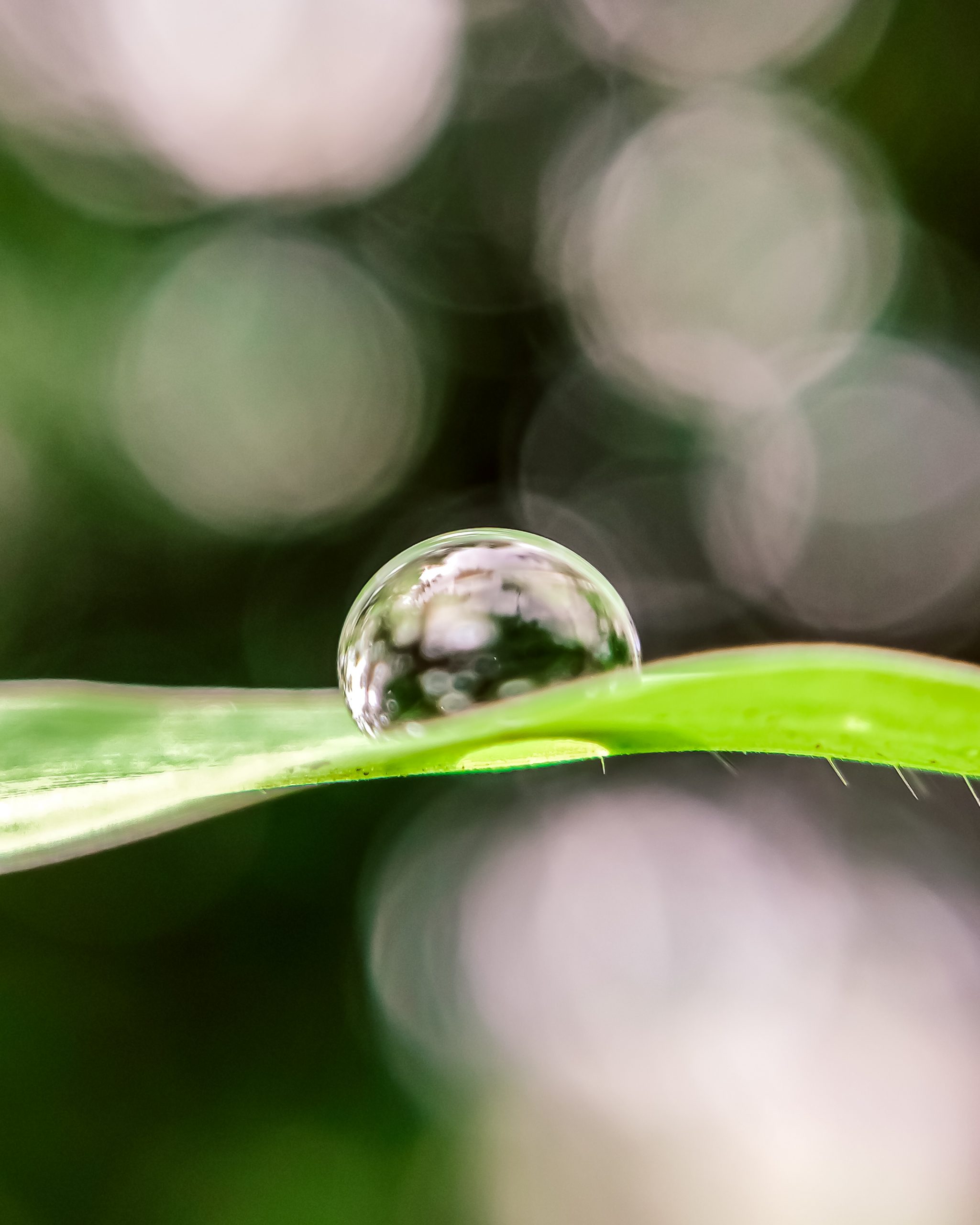 Water Droplet in Leaves on Bokeh Background