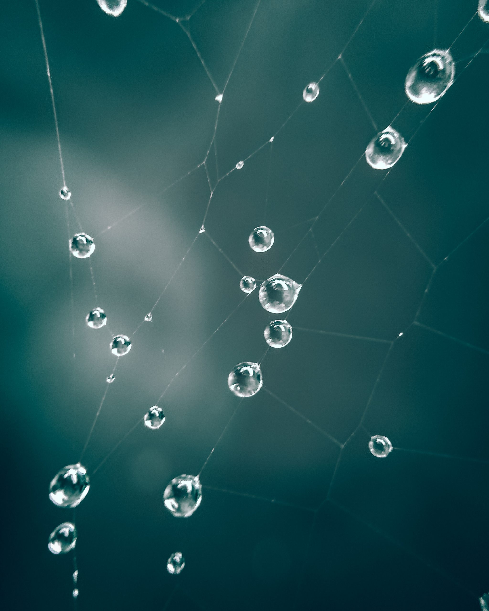 Water Droplets in Spider Net