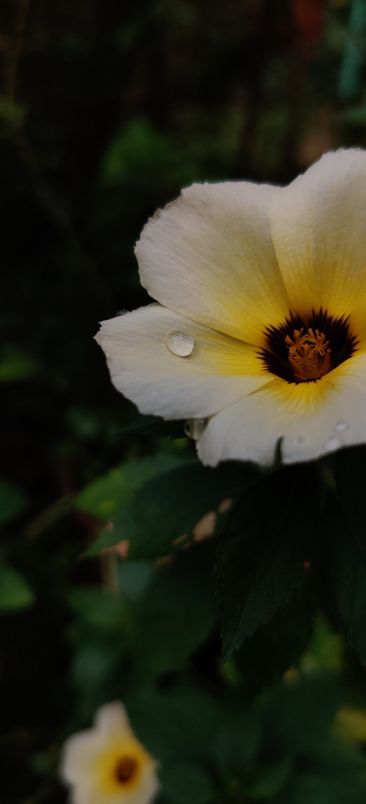 Water Droplets on Flower